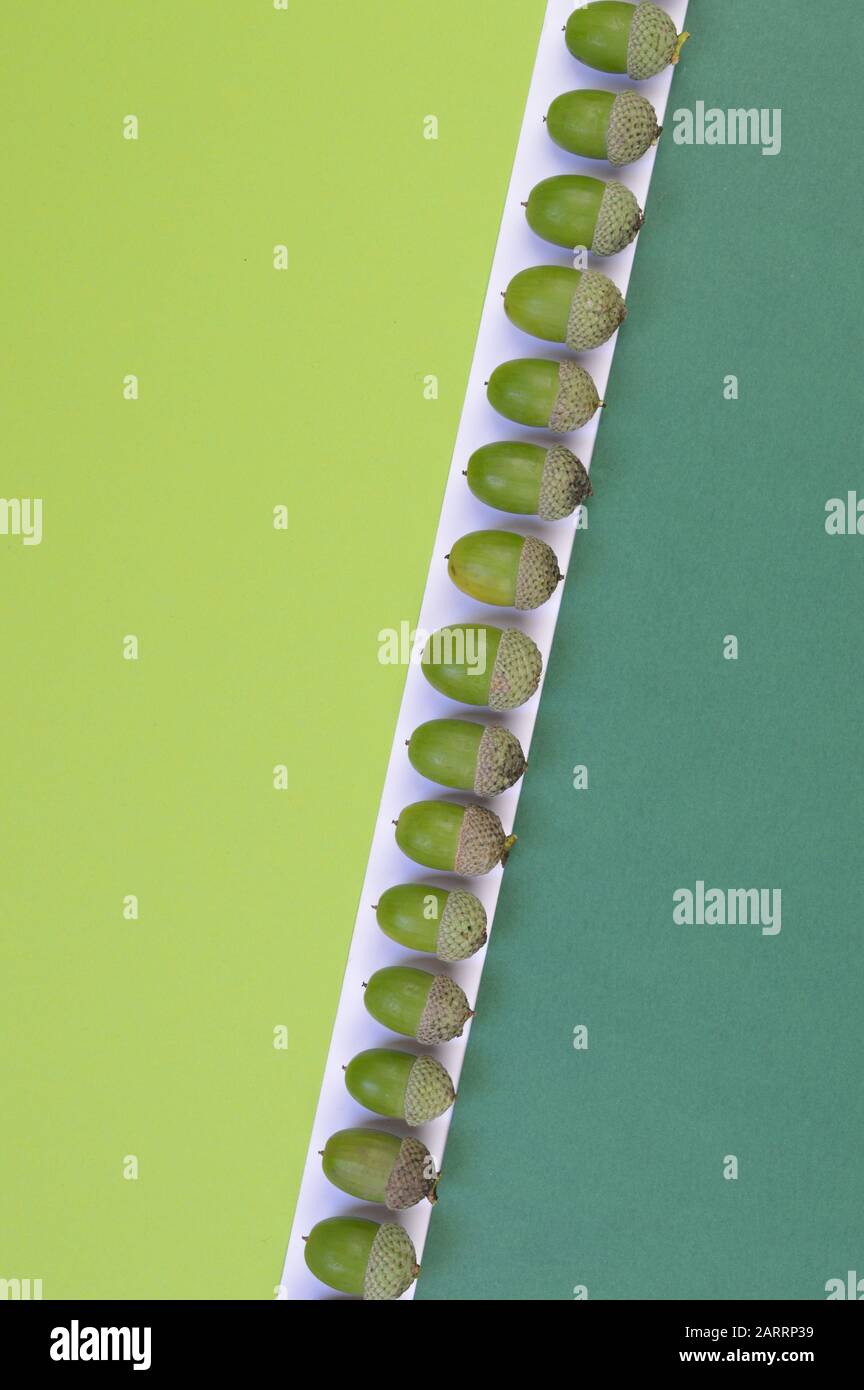 les ornes vertes dans une ligne sur fond vert clair, vert foncé et blanc avec espace de copie Banque D'Images