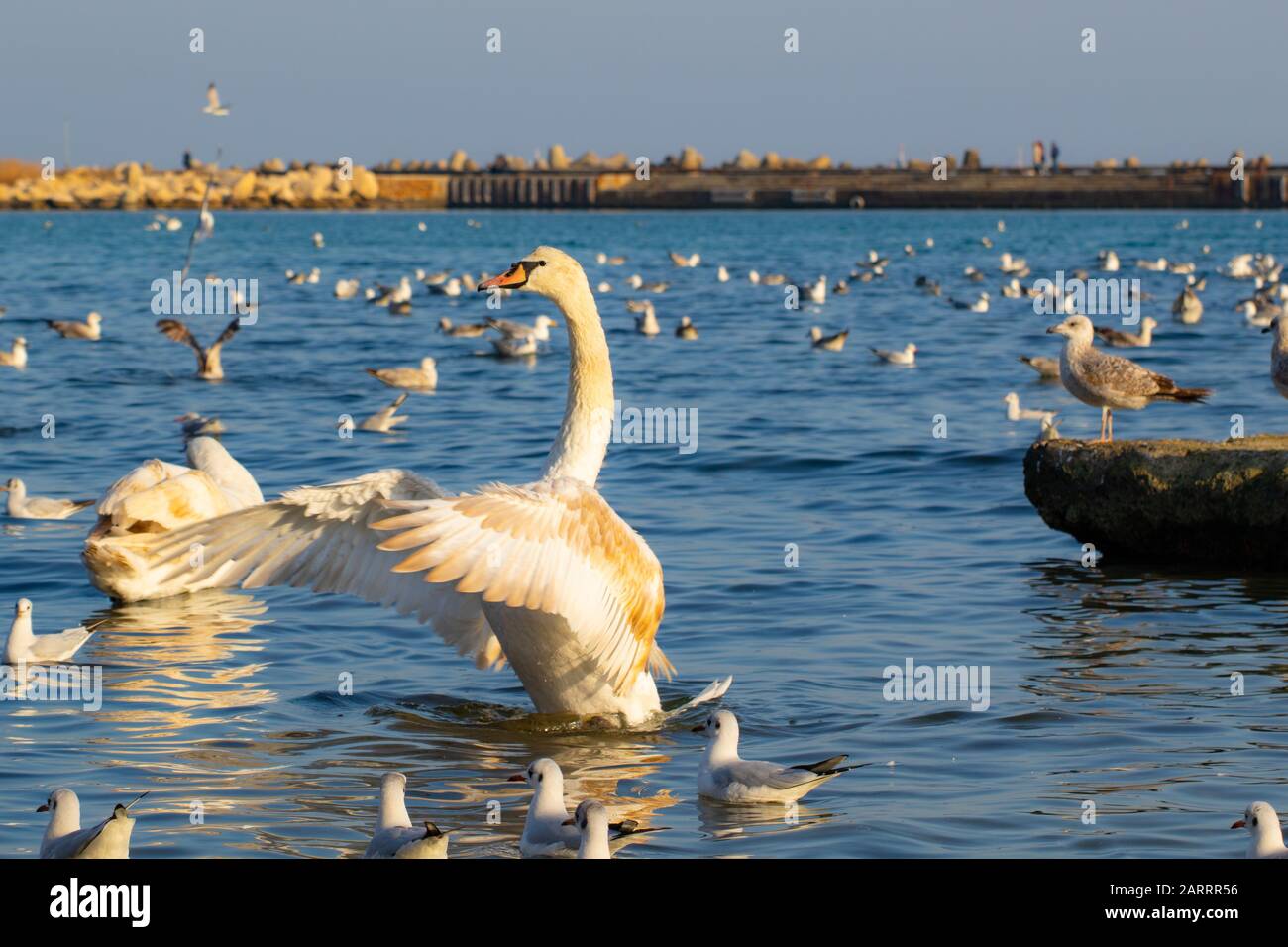 De belles ailes de cygne muet se sont étendues dans l'eau bleue de la mer Noire lors d'une belle journée ensoleillée d'hiver, Varna Beach, Bulgarie Banque D'Images
