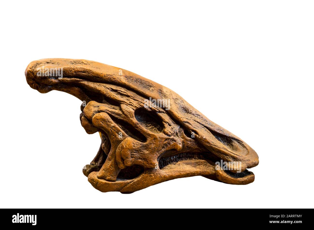 Crâne fossilisé de dinosaure d'Olorotitan sur fond blanc Banque D'Images