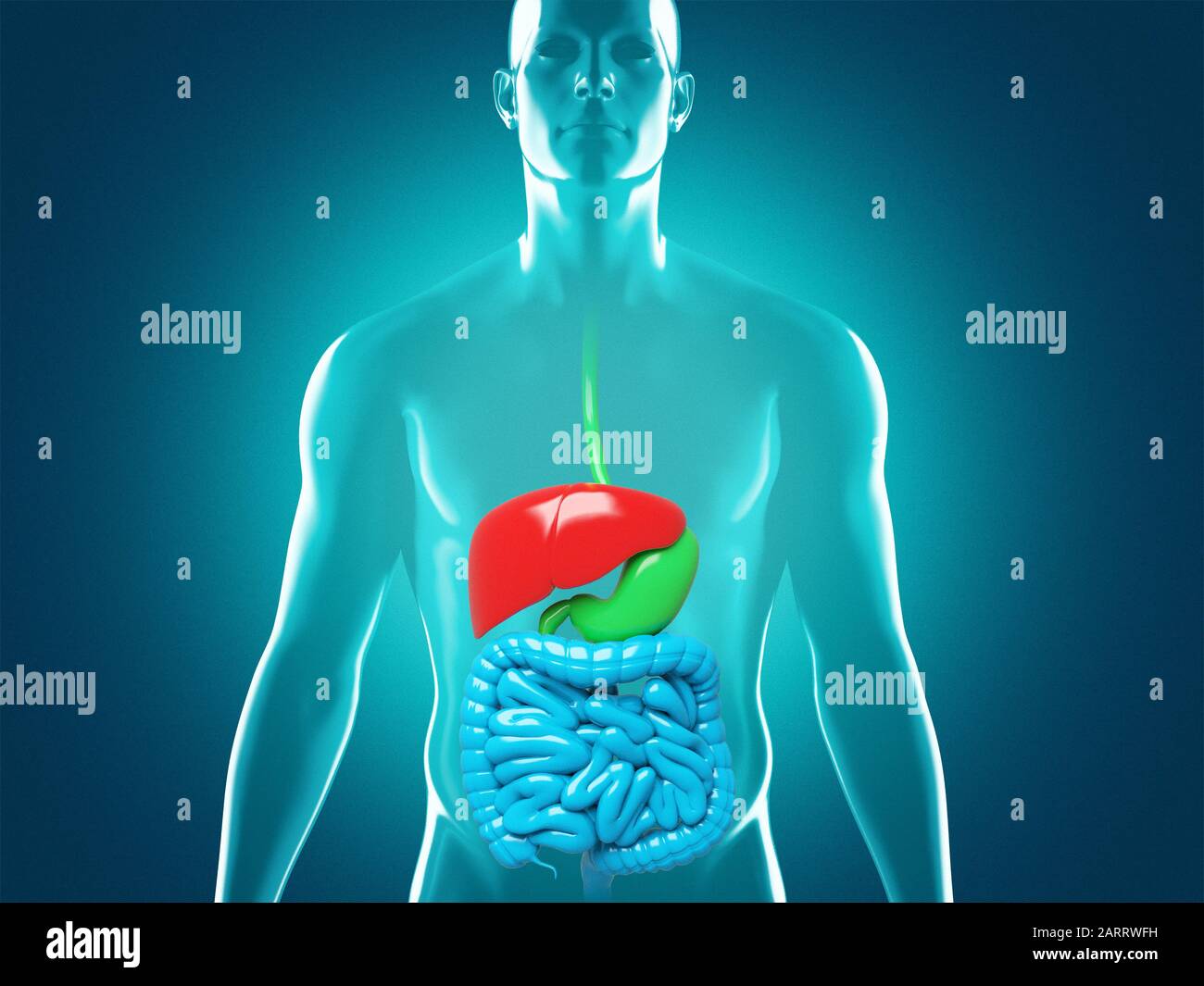 Anatomie du système digestif humain, illustration du rendu tridimensionnel Banque D'Images