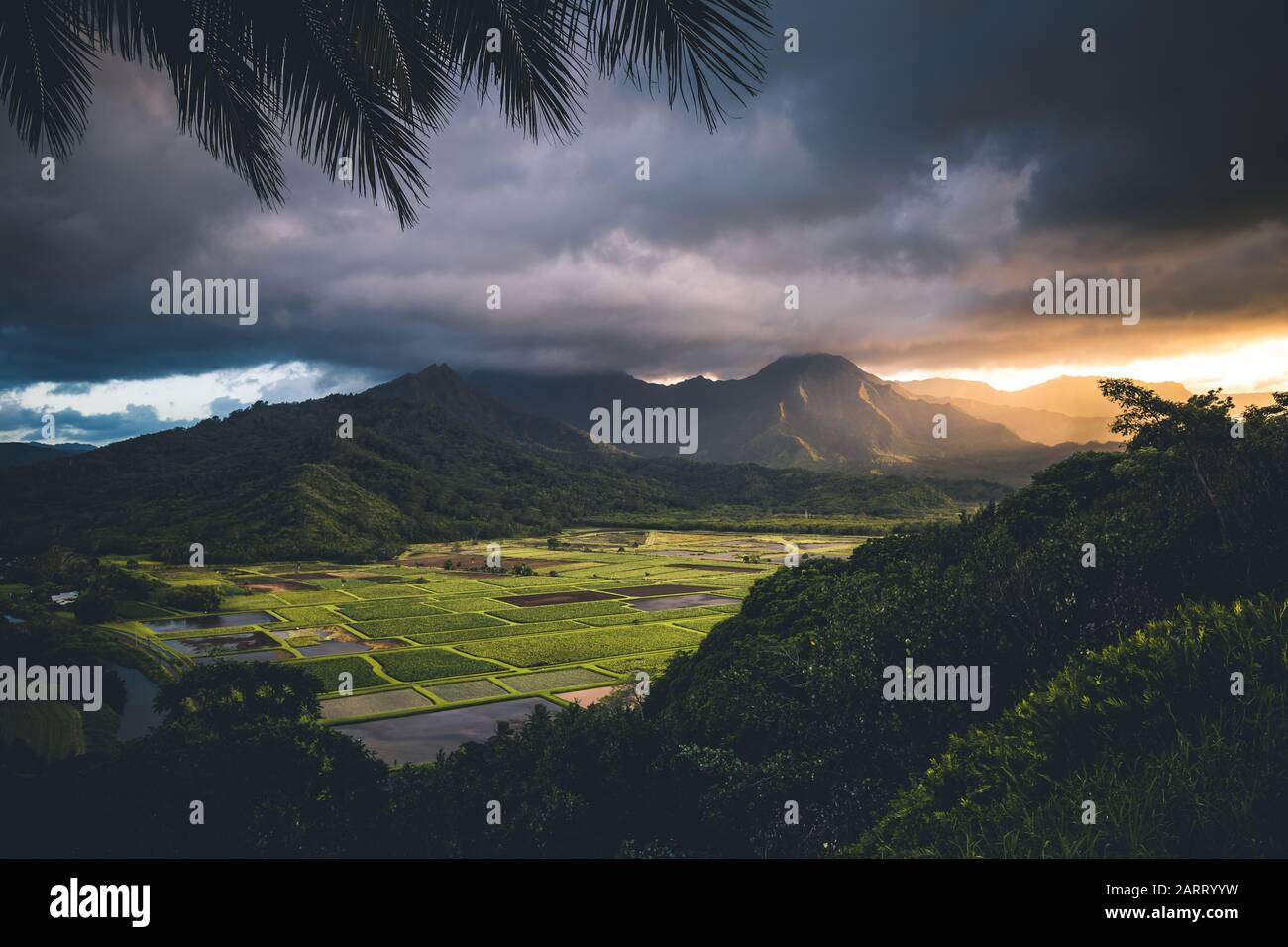 Vallée de Hanalei taro champs coucher de soleil Banque D'Images