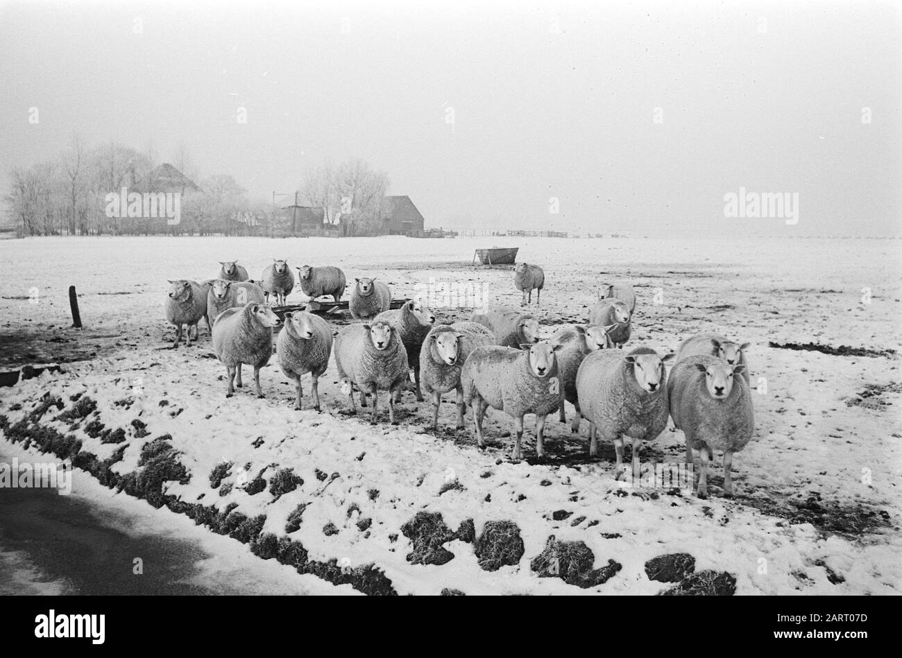 Volendam; moutons dans le Beemster dans la neige Date : 5 janvier 1971 lieu : Noord-Holland, Volendam mots clés : moutons, NEIGE Banque D'Images