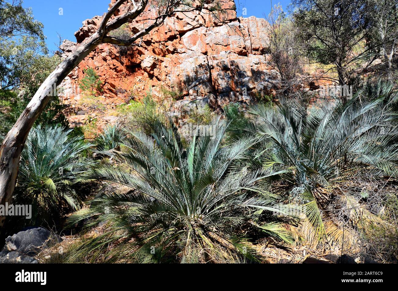 Australie, territoire du Nord, McDonnell range cycads dans Standley Chasm Banque D'Images