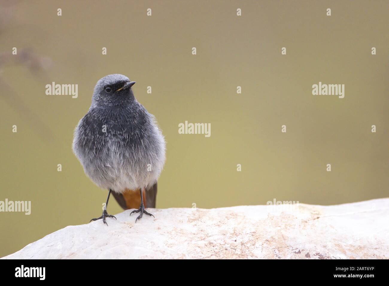 29 Janvier 2020; Larrabetzu, Bizkaia (Pays Basque). Portrait noir redstart mâle. Banque D'Images