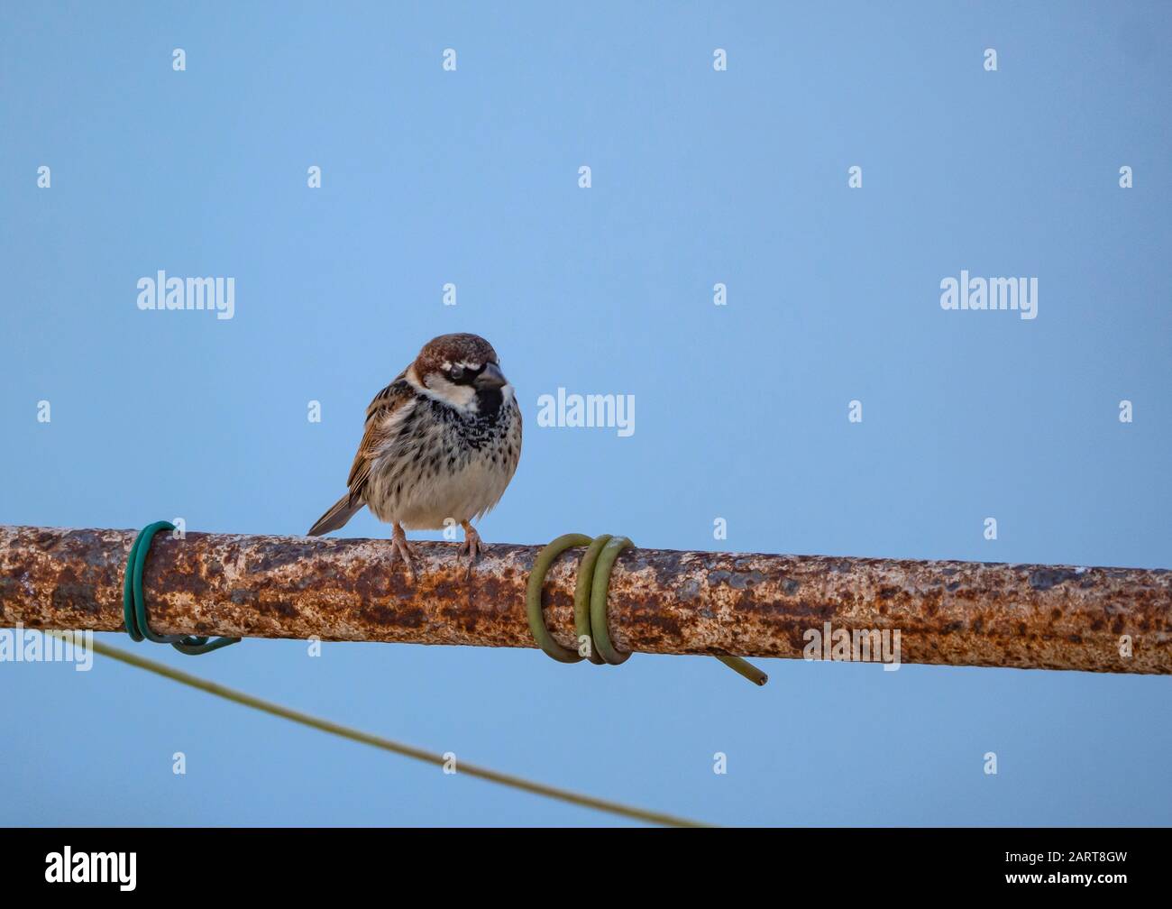 sparrow dans un tuyau Banque D'Images