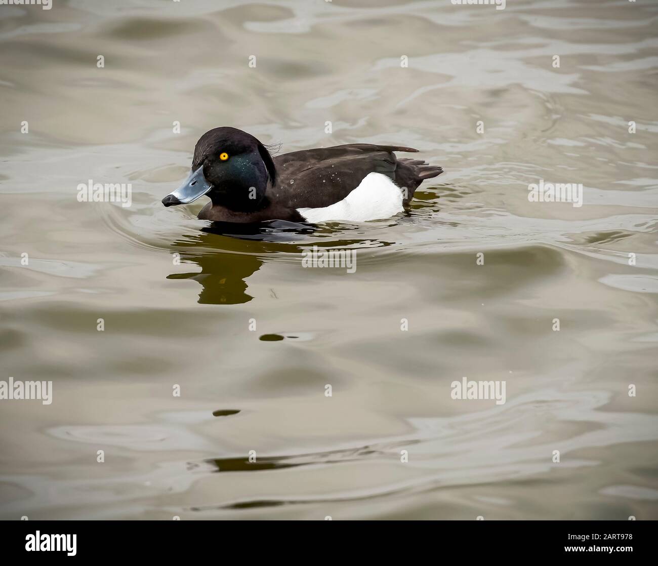 Canard touffé sur l'eau Banque D'Images
