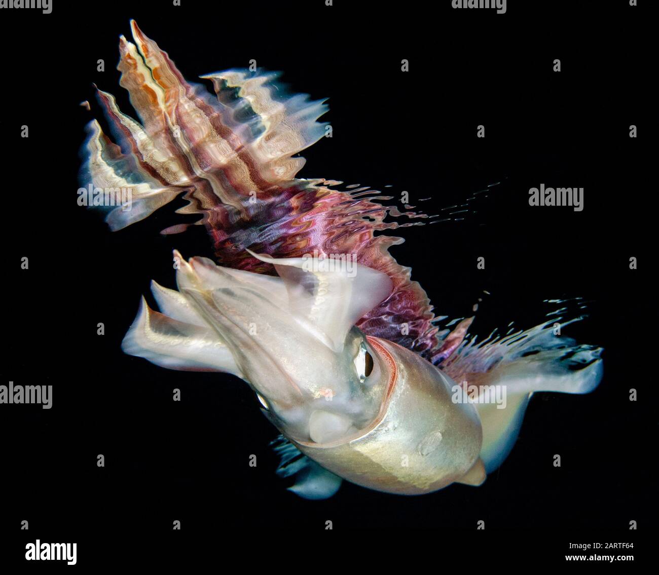 Calmar au néon, Ommastrephes bartramii, trouvé pendant la plongée sous-marine au large de la côte de Kona, Big Island, Hawaï, États-Unis, Océan Pacifique Banque D'Images