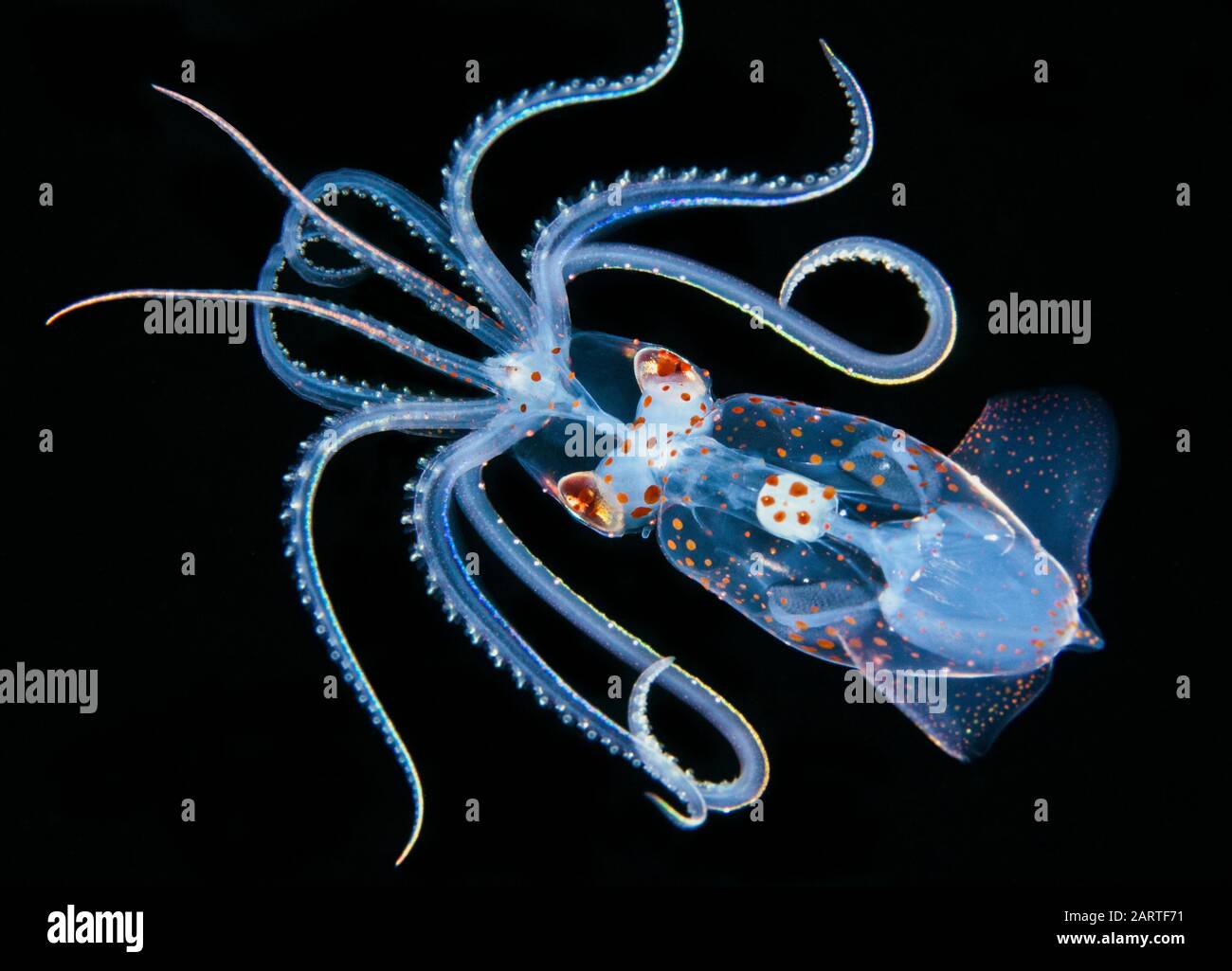 Squid paralarva, Ancistrocheirus lesueurii, trouvé pendant la plongée sous-marine au large de la côte de Kona, Big Island, Hawaï, États-Unis, Océan Pacifique Banque D'Images