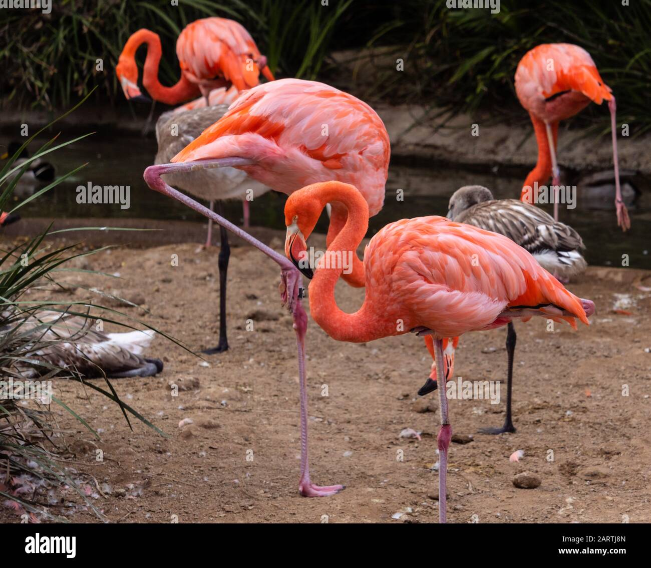 Haut en couleur feathered corps debout sur 1 jambe, tête un cou caché est derrière un flamango rose debout sur 1 jambe, 3 jeunes flamants gris Banque D'Images