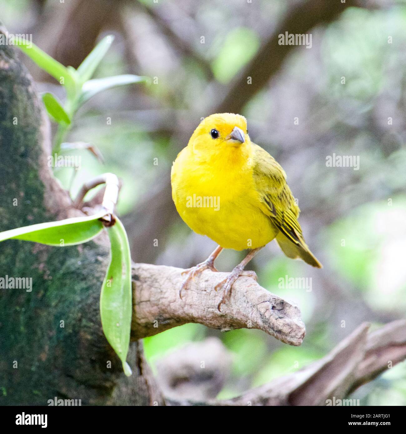 Canaries De L'Atlantique. Un petit oiseau sauvage brésilien. Banque D'Images