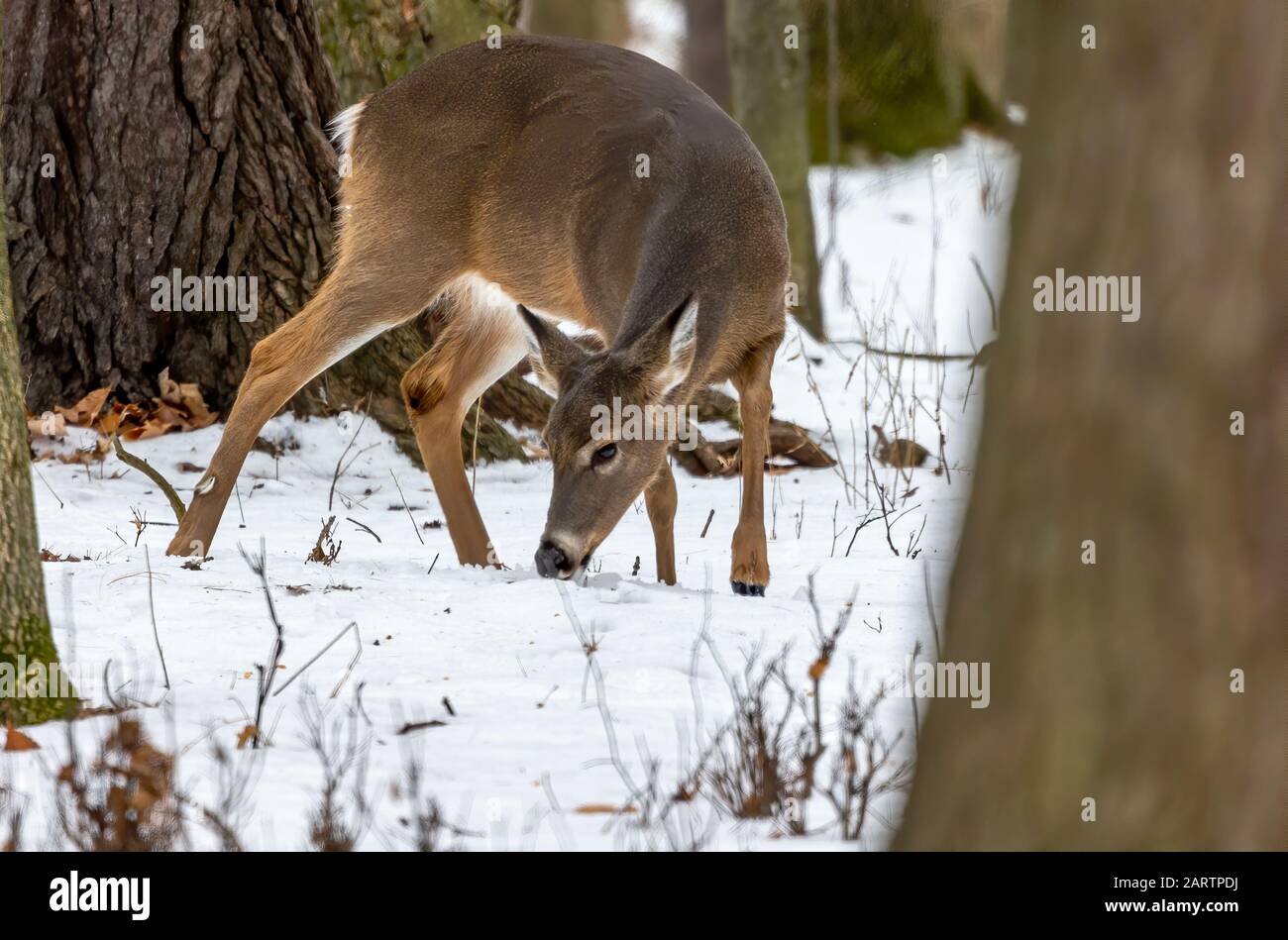 Cerf Le Cerf De Virginie Aussi Connu Sous Le Nom De Cerf Blanc Ou De cerf-le-cerf-de-virginie-aussi-connu-sous-le-nom-de-cerf-blanc-ou-de