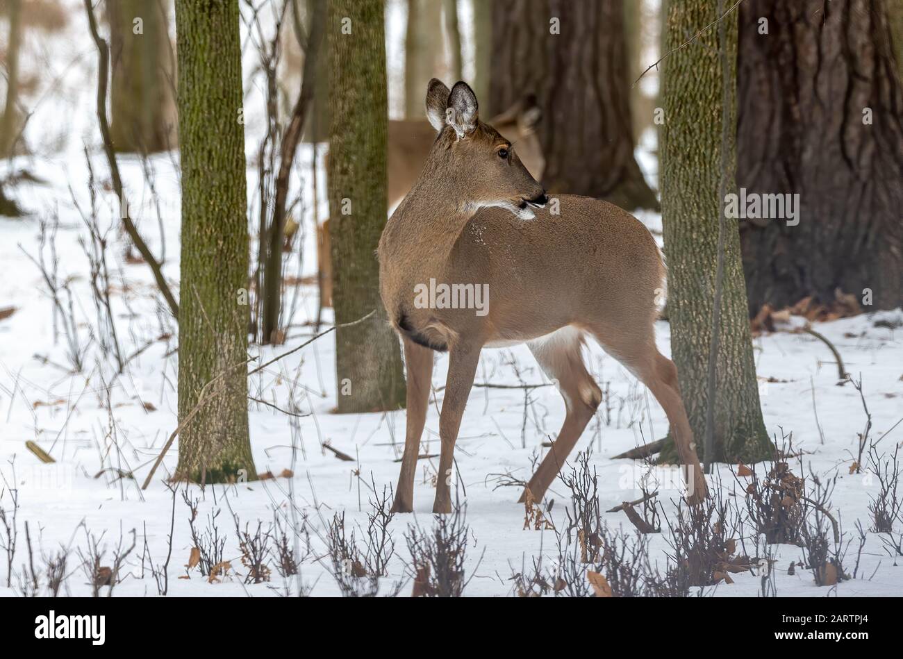 Cerf Le Cerf De Virginie Aussi Connu Sous Le Nom De Cerf Blanc Ou De cerf-le-cerf-de-virginie-aussi-connu-sous-le-nom-de-cerf-blanc-ou-de