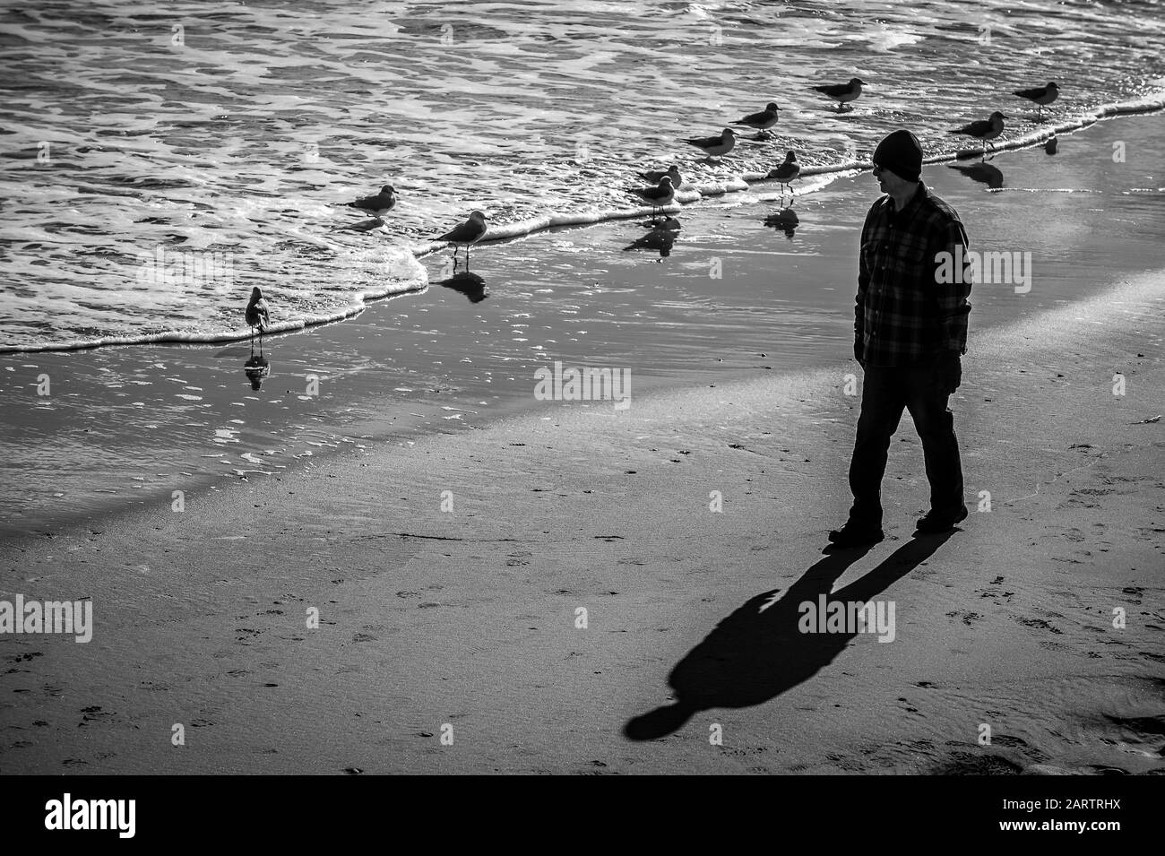 Un homme prend sa promenade tôt sur une plage très froide et venteuse. Le vent rend l'air froid encore plus froid. Mais les mouettes de mer ne semblent pas du tout froids. Banque D'Images