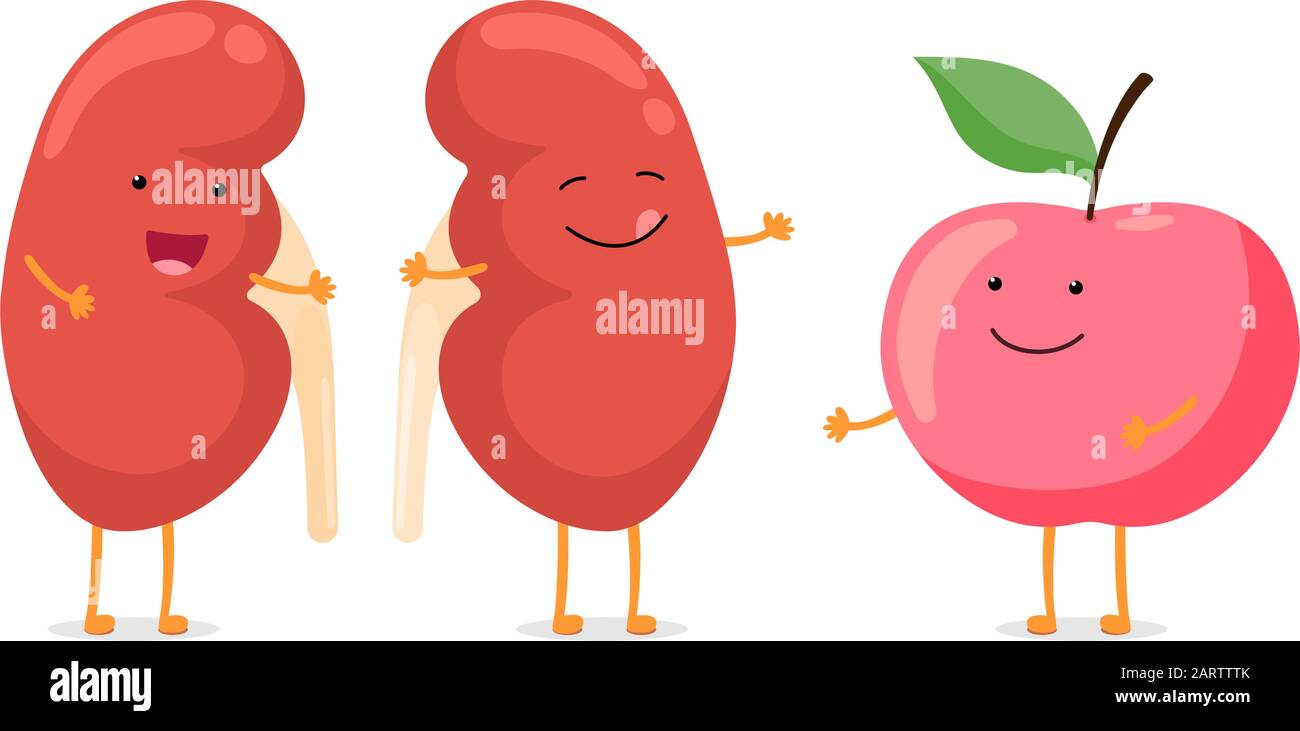 Fort sain joyeux rein caractère émotionnel souriant avec pomme rouge. Anatomie humaine système génito-urinaire organe interne avec alimentation écologique. Illustration de dessin animé vectoriel légume Illustration de Vecteur
