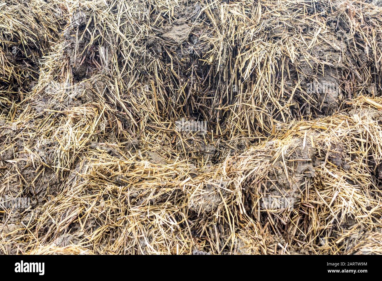 Le fumier mélangé à de la paille est préparé pour fertiliser les champs. Gros plan . Ferme laitière. Podlasie, Pologne. Banque D'Images
