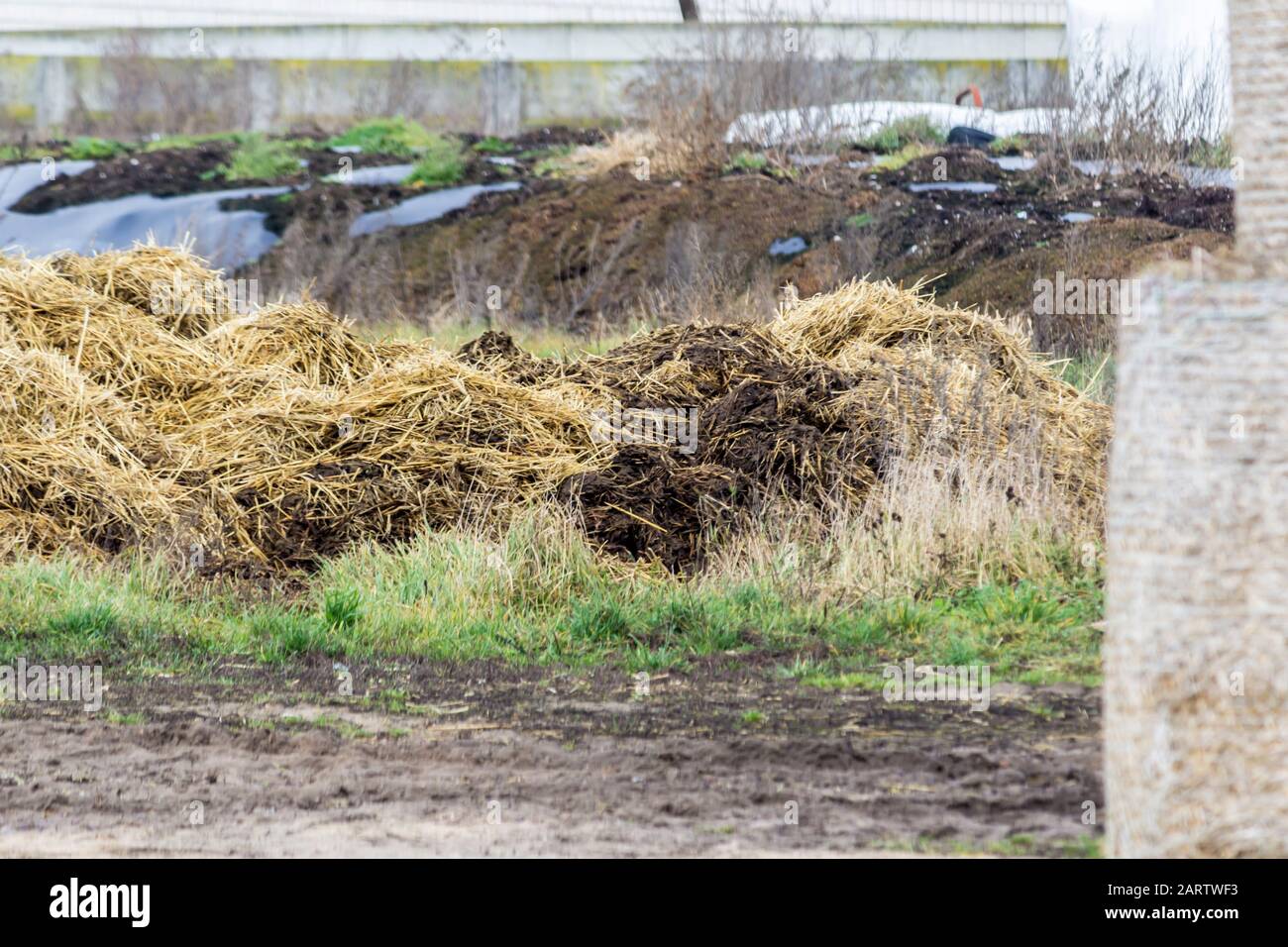 Le fumier mélangé à de la paille est préparé pour fertiliser les champs. Ferme laitière. Podlasie, Pologne. Banque D'Images