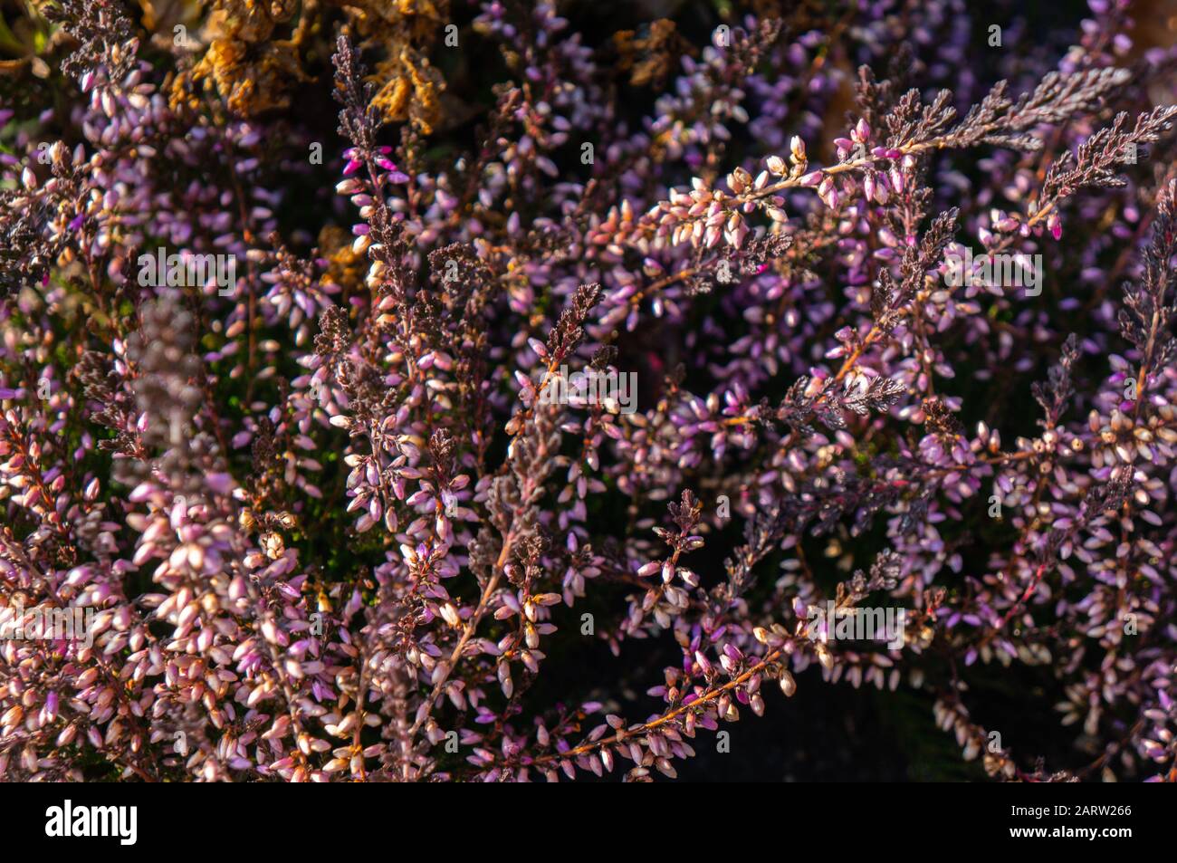 Macro-photo aux tons d'orange chaud de petits boutons de fleurs roses violettes sur des tiges surpiquées fleuries au soleil chaud. Couleurs éclatantes pour un romantique et doux Banque D'Images