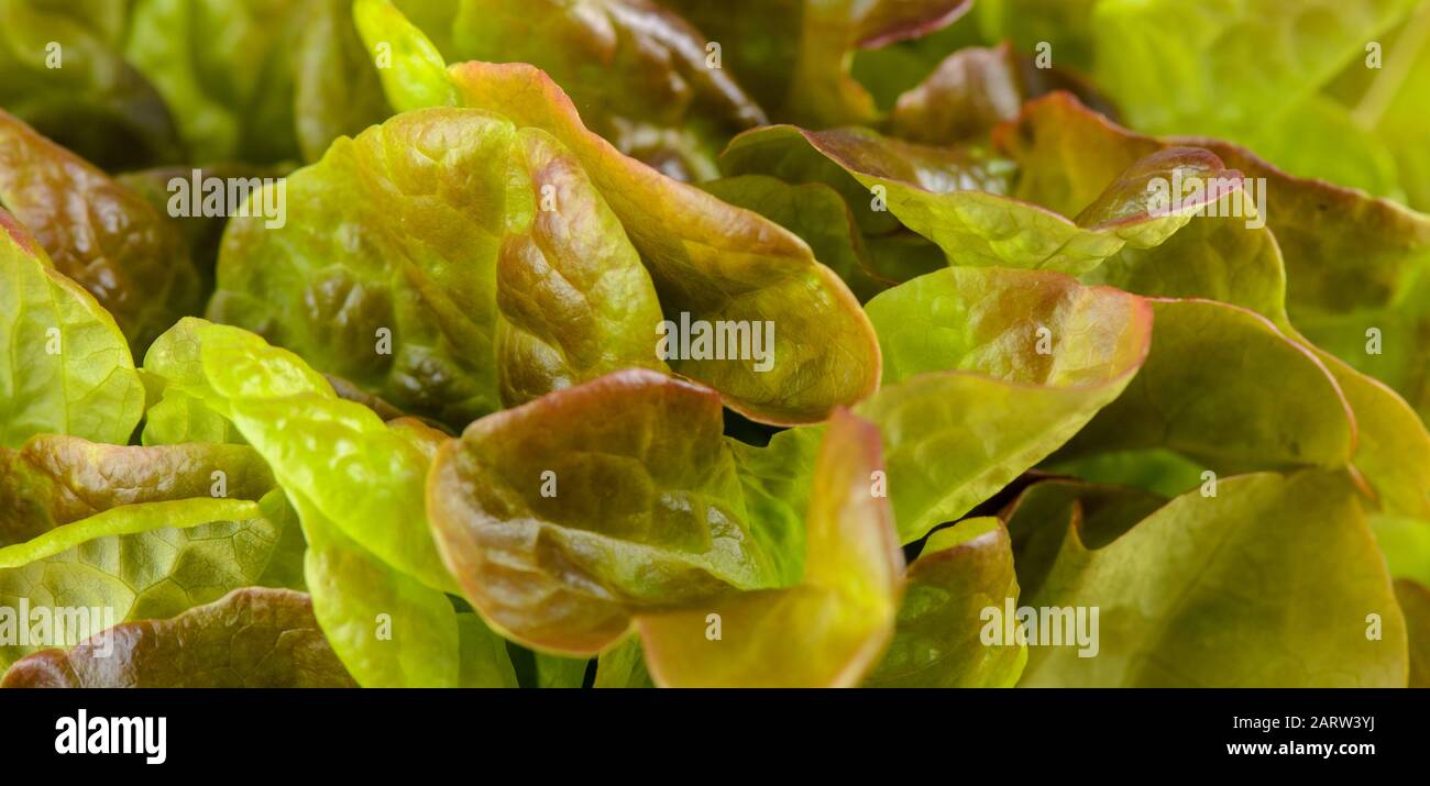 Laitue feuille de chêne rouge. Également appelé oakleaf, une variété de Lactuca sativa. La laitue beurre rouge avec feuilles lobées distinctement la forme des feuilles de chêne. Clo Macro Banque D'Images