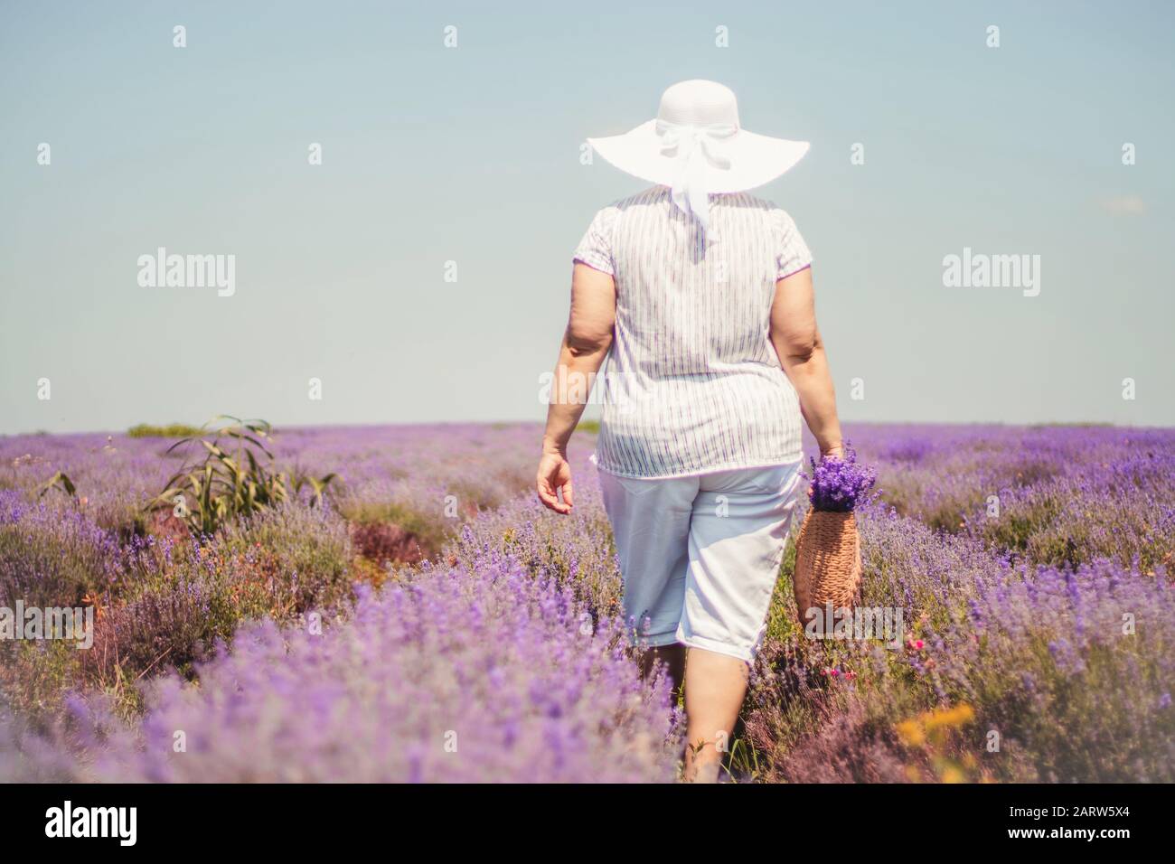 Une femme active retraité recueille des fleurs sauvages dans le champ de lavande. Vue arrière. La vie active sur le concept de retraite Banque D'Images