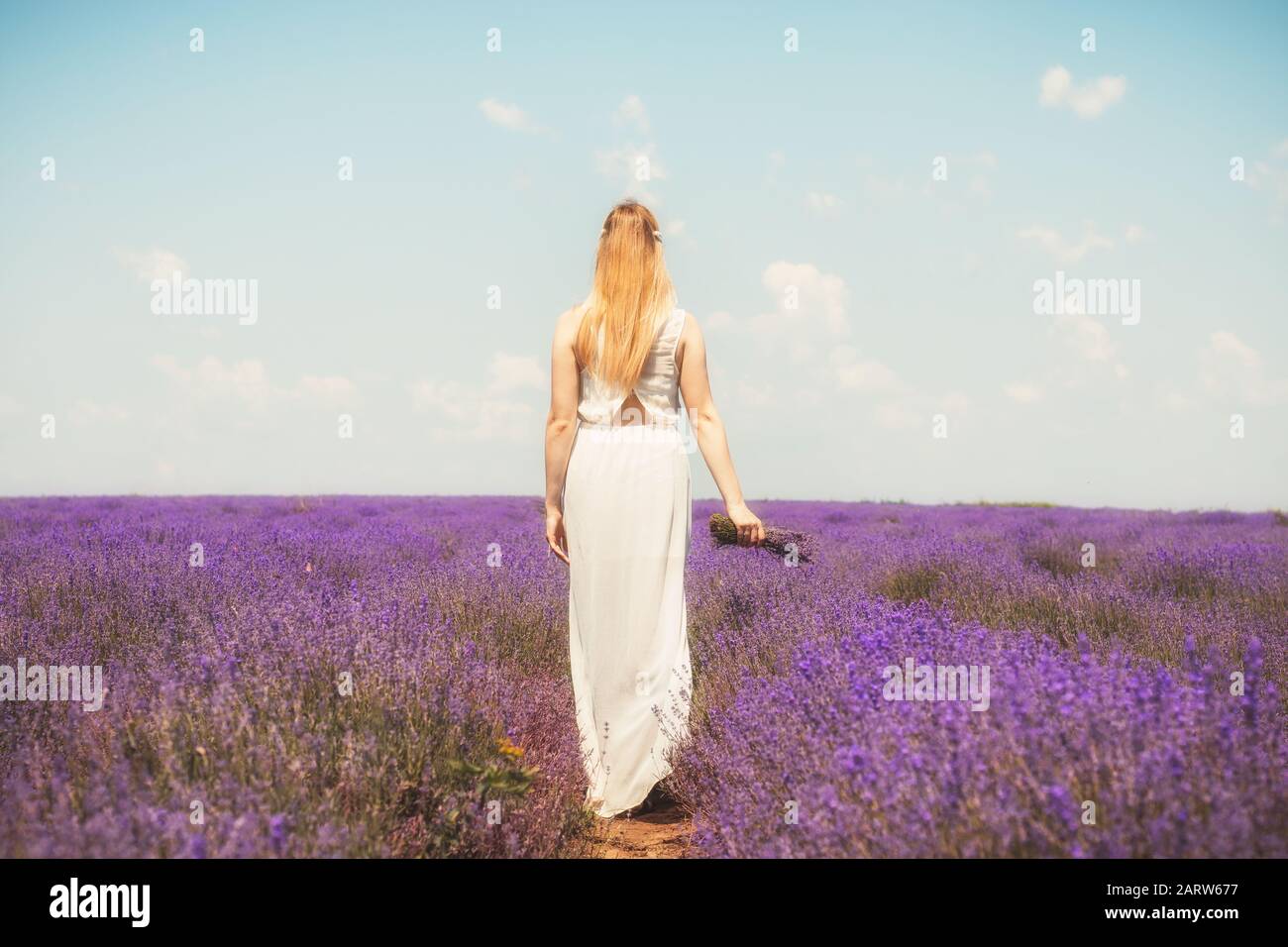 Femme sur le champ de lavande. Femme avec robe blanche et vue sur le dos du chapeau. Va sur les rangs de lavande. Fille en robe blanche et chapeau blanc est debout dans la Banque D'Images