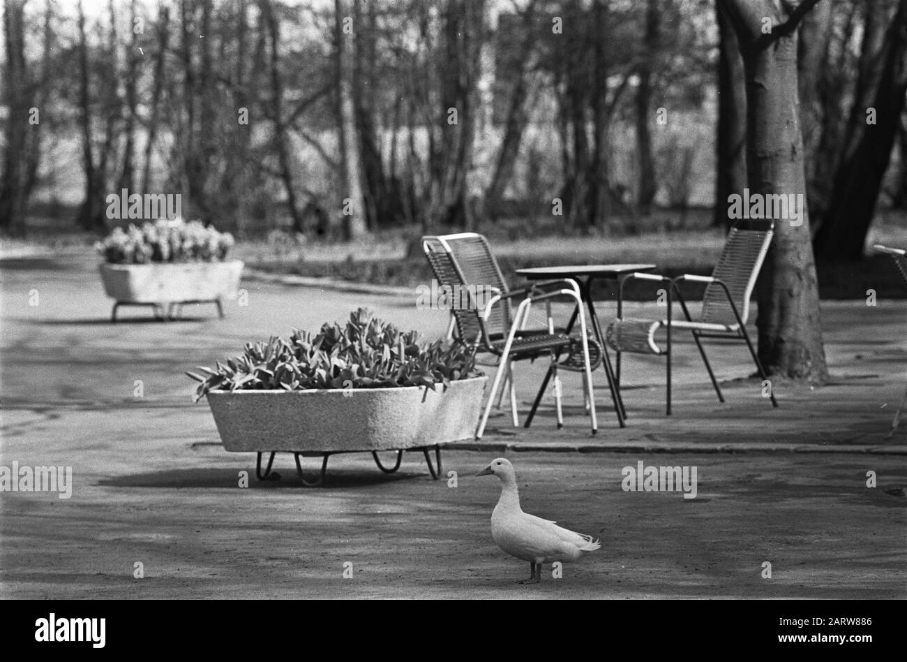 Silence sur Keukenhof à Pâques. Bird at flower boxes Date: 28 mars 1970 mots clés: Easter institution name: Keukenhof Banque D'Images