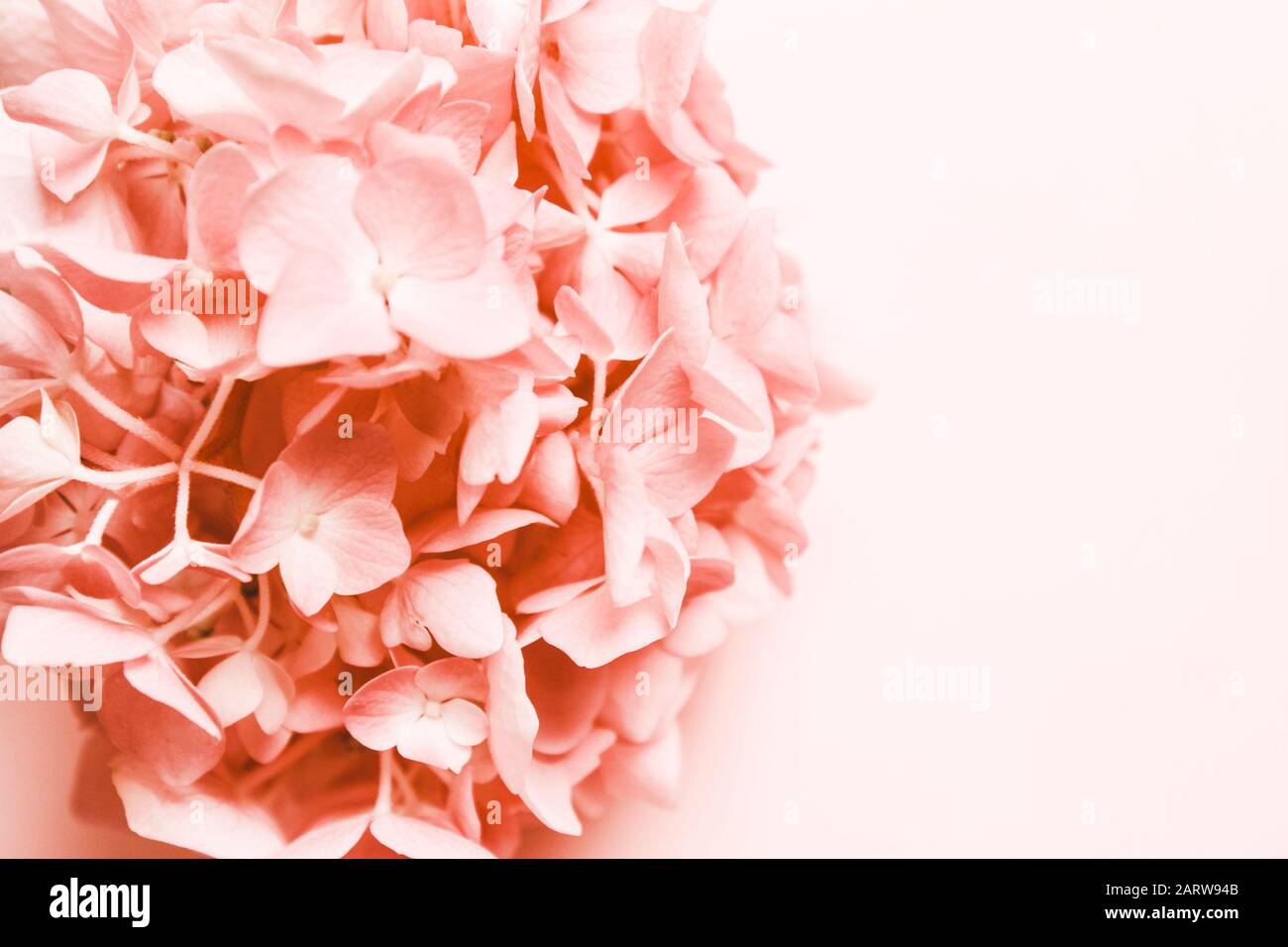 Rose, fleur de corail. Lieu d'inscription. Fond minimaliste naturel Banque D'Images