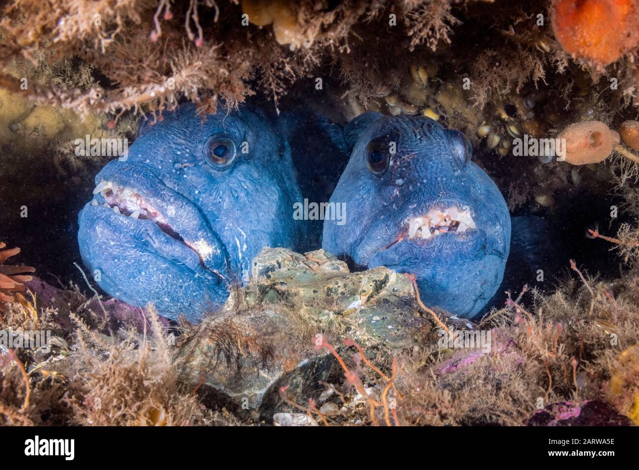 Atlantic Wolffish, (Anarhichas Lupus), Golfe Du Maine, Eastport, Maine, États-Unis, Océan Atlantique Banque D'Images