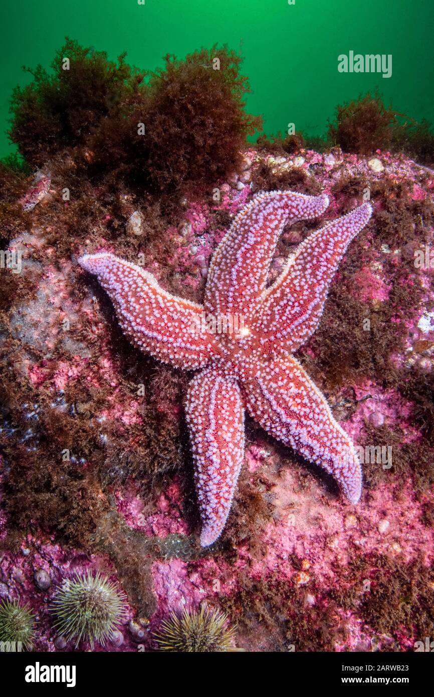 Northern Seastar, Asterias rubens; anciennement connu sous le nom d'Asterias vulgaris, Gulf of Maine, Rockport, Massachusetts, États-Unis, Océan Atlantique Banque D'Images