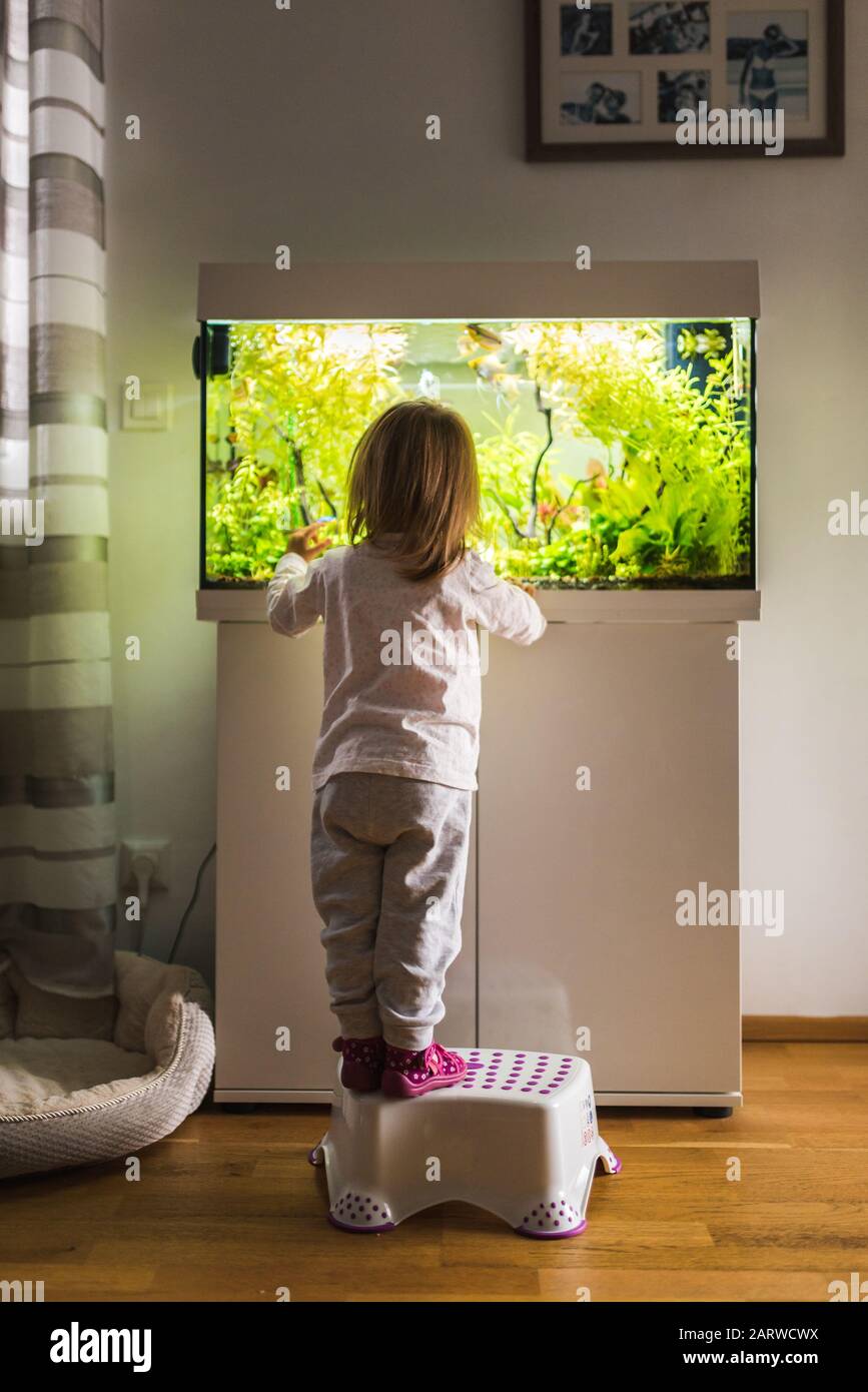 enfant de 2 ans à l'intérieur en regardant des poissons nager dans un grand réservoir de poissons, aquarium. Banque D'Images