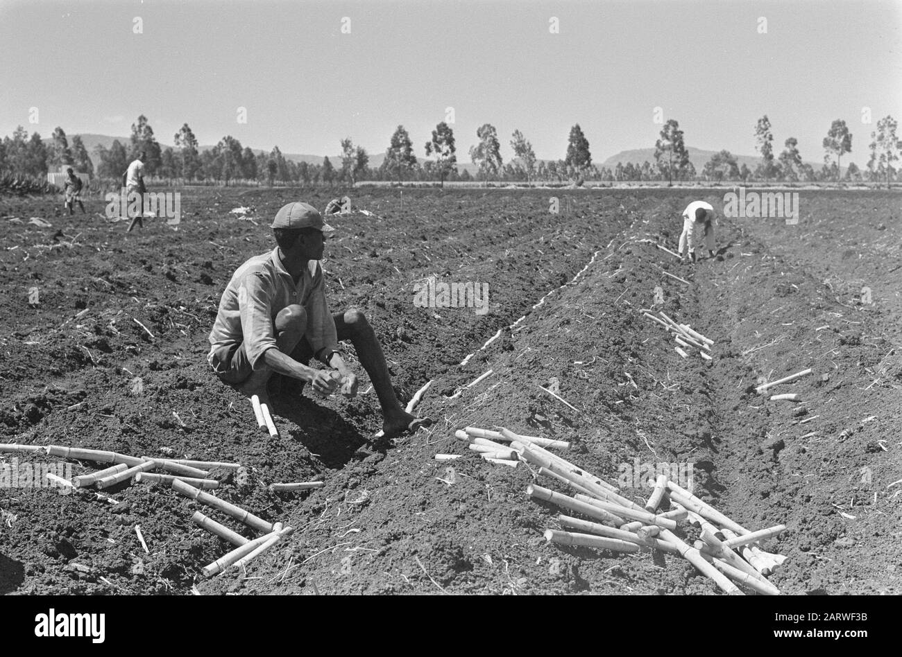 Plantation de canne à sucre de la HVA à Wonji (Ethiopie). Travailleurs au travail sur la plantation de canne à sucre Date : 27 janvier 1969 lieu : Ethiopie, Wonji mots clés : travailleurs, plantations Banque D'Images
