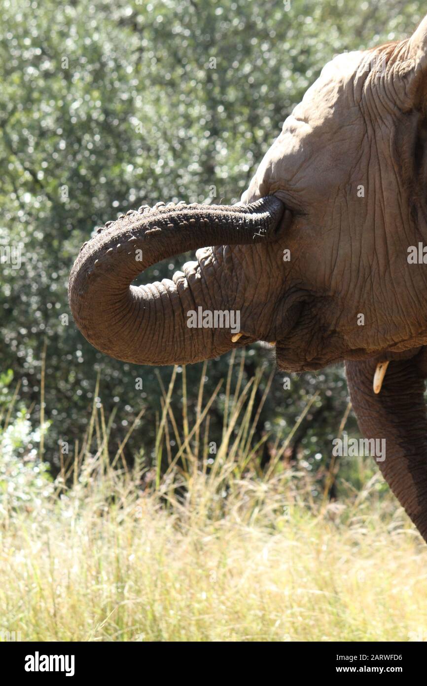 Mise au point sélective verticale d'un joli éléphant dans un Forêt en Afrique du Sud Banque D'Images