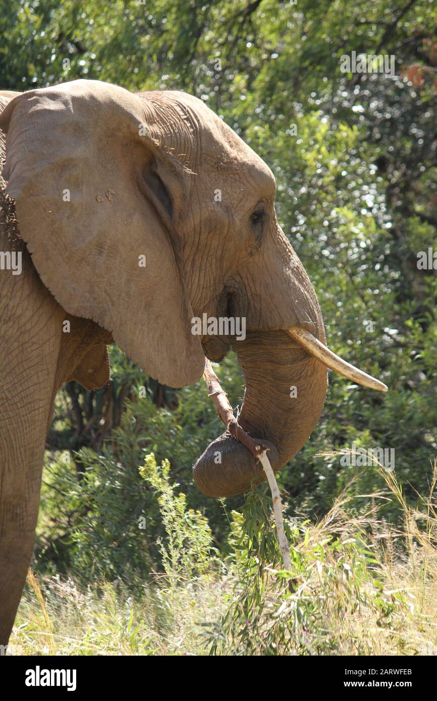 Mise au point sélective verticale d'un joli éléphant dans un Forêt en Afrique du Sud Banque D'Images