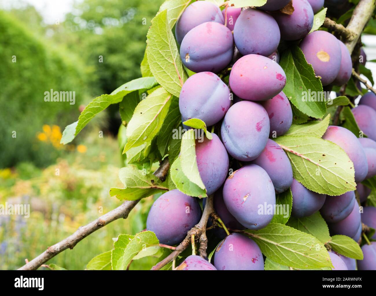 Branche de prunes mûres de Damson dans un jardin allemand Banque D'Images
