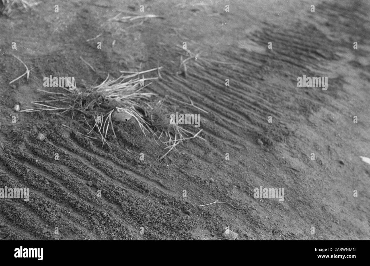 Tasikmalaja Tasikmalaja. Un sport populaire des Républicains est toujours la pose de mines terrestres. Date : Octobre 1947 Lieu : Indonésie, Antilles Néerlandaises De L'Est Banque D'Images