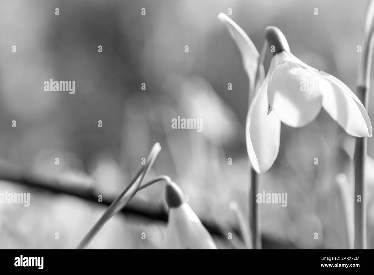 chutes de neige. Fleur de neige printanière. Gros plan du printemps précoce .( Galanthus nivalis ) fleurs Banque D'Images