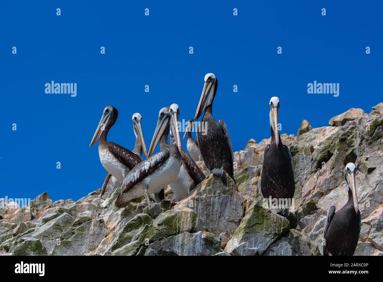 Les pélicans sauvages qui profitent du soleil au sommet d'une montagne rocheuse, tandis que les bateaux de touristes continuent de les traverser un par un. Île d'oiseaux à Pisco, au Pérou. Banque D'Images