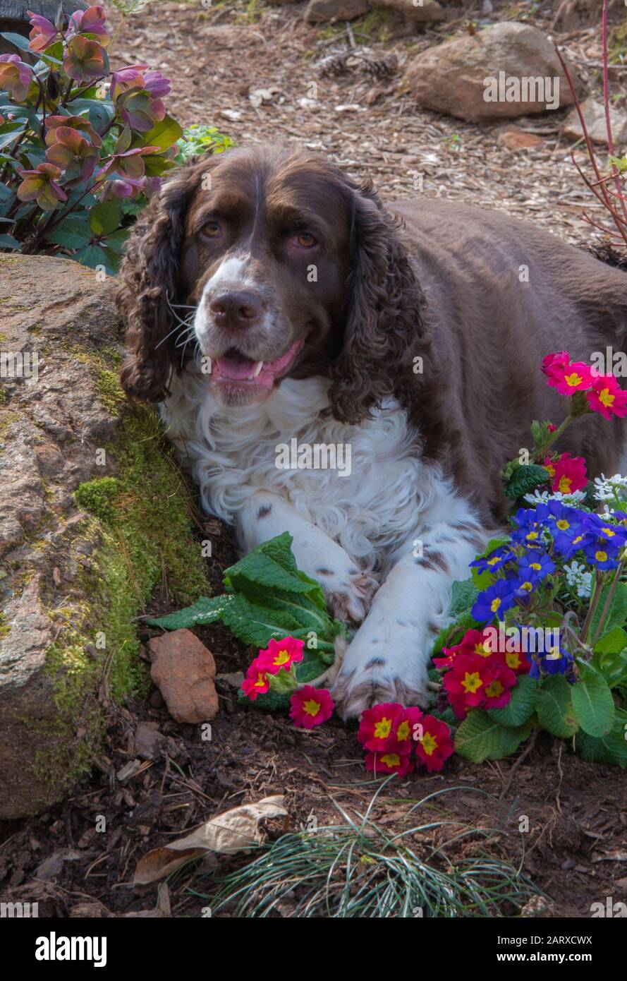 Springer Spaniel dans le jardin Banque D'Images