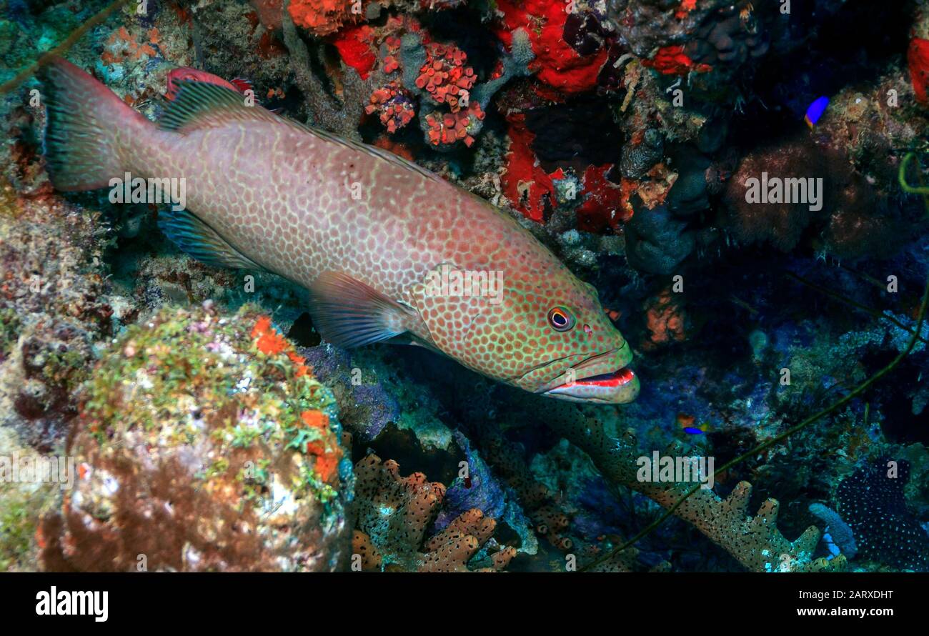 Récif de corail des Caraïbes , mérou de tigre,Mycteroperca tigris est une espèce de poisson de la famille des Serranidae Banque D'Images