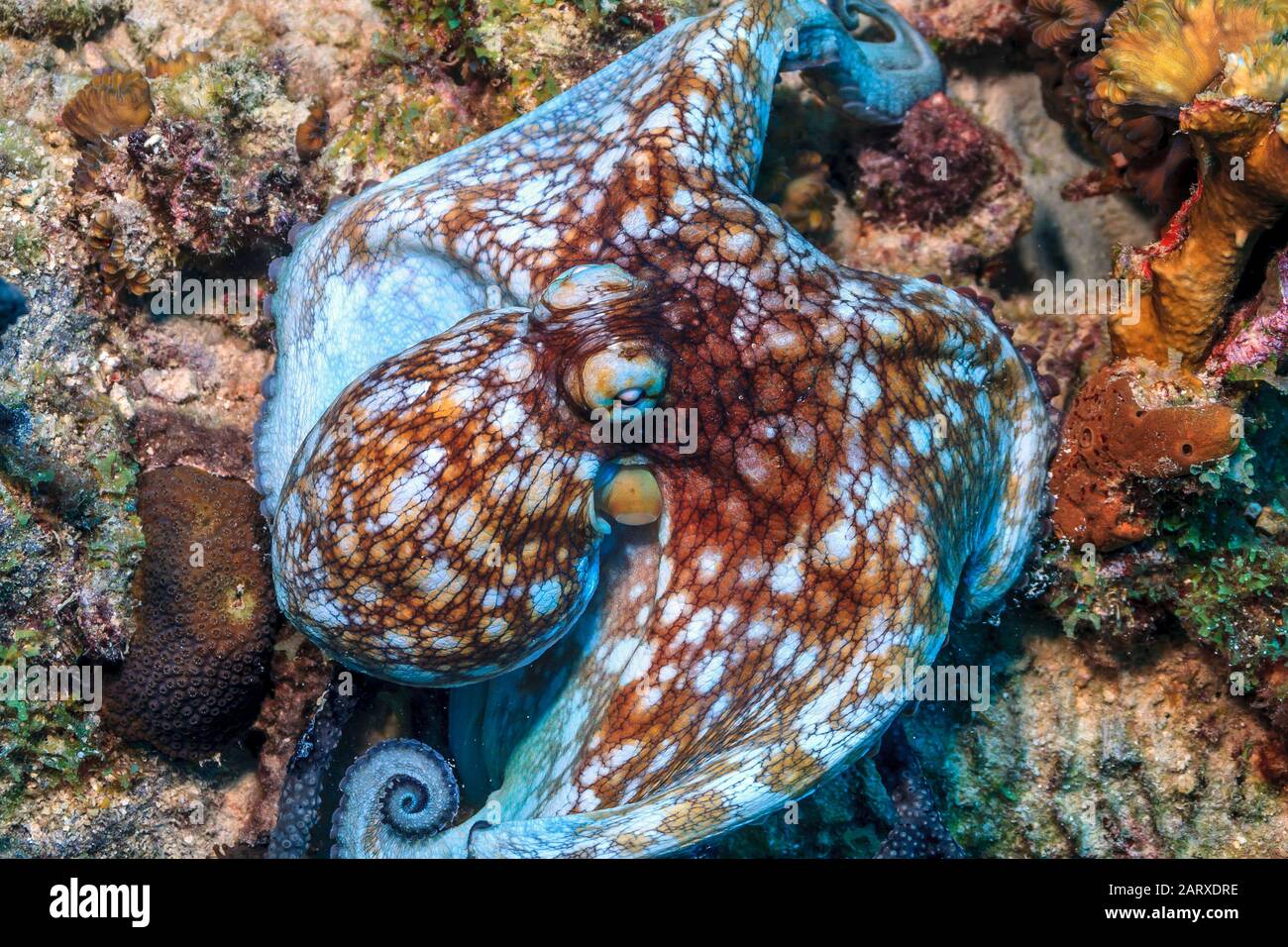 Récif de corail des Caraïbes,poulpe commune,Octopus vulgaris,est un mollusque appartenant à la classe Céphalopoda. Banque D'Images