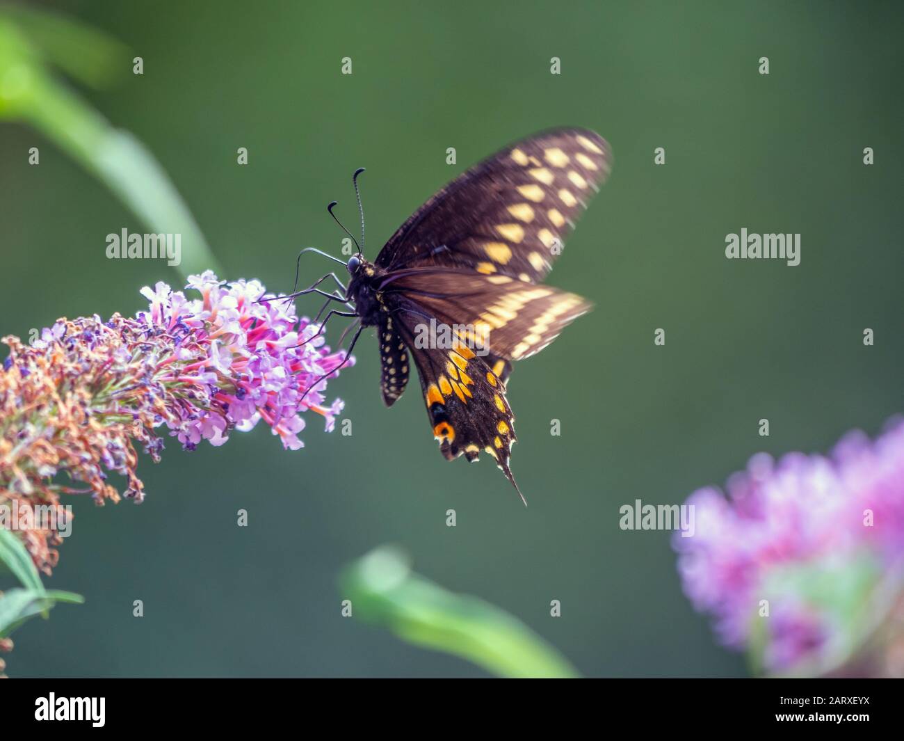 Papilio polyxenes, l'Est, swallowtail noir-américain ou machaon machaon panais Banque D'Images