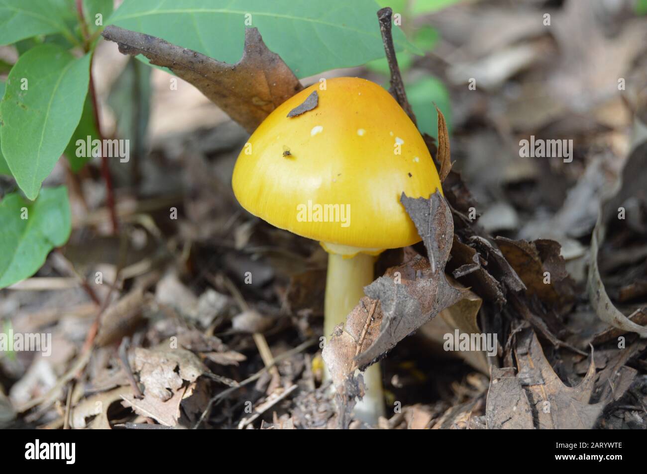 Petit champignon de champignons toxiques. Banque D'Images