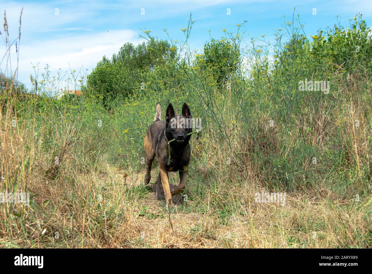 Belgique Berger Malinoi jouant au parc de chiens Banque D'Images