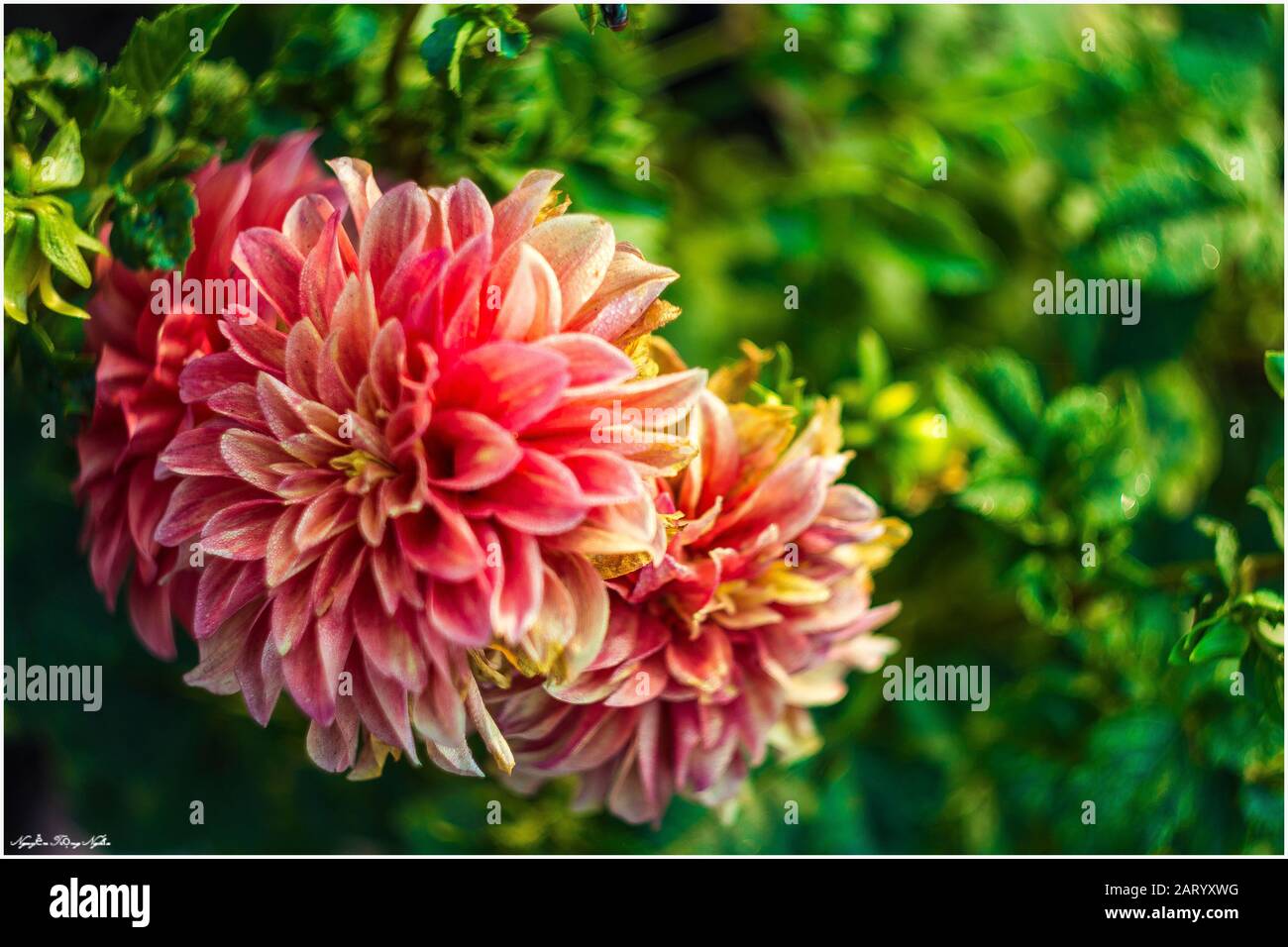 Fleurs d'abricot dans le jardin préparer à accueillir le traditionnel Tet.hoa mai trong khu vườn chuẩn bị đón tết truyền thống Banque D'Images