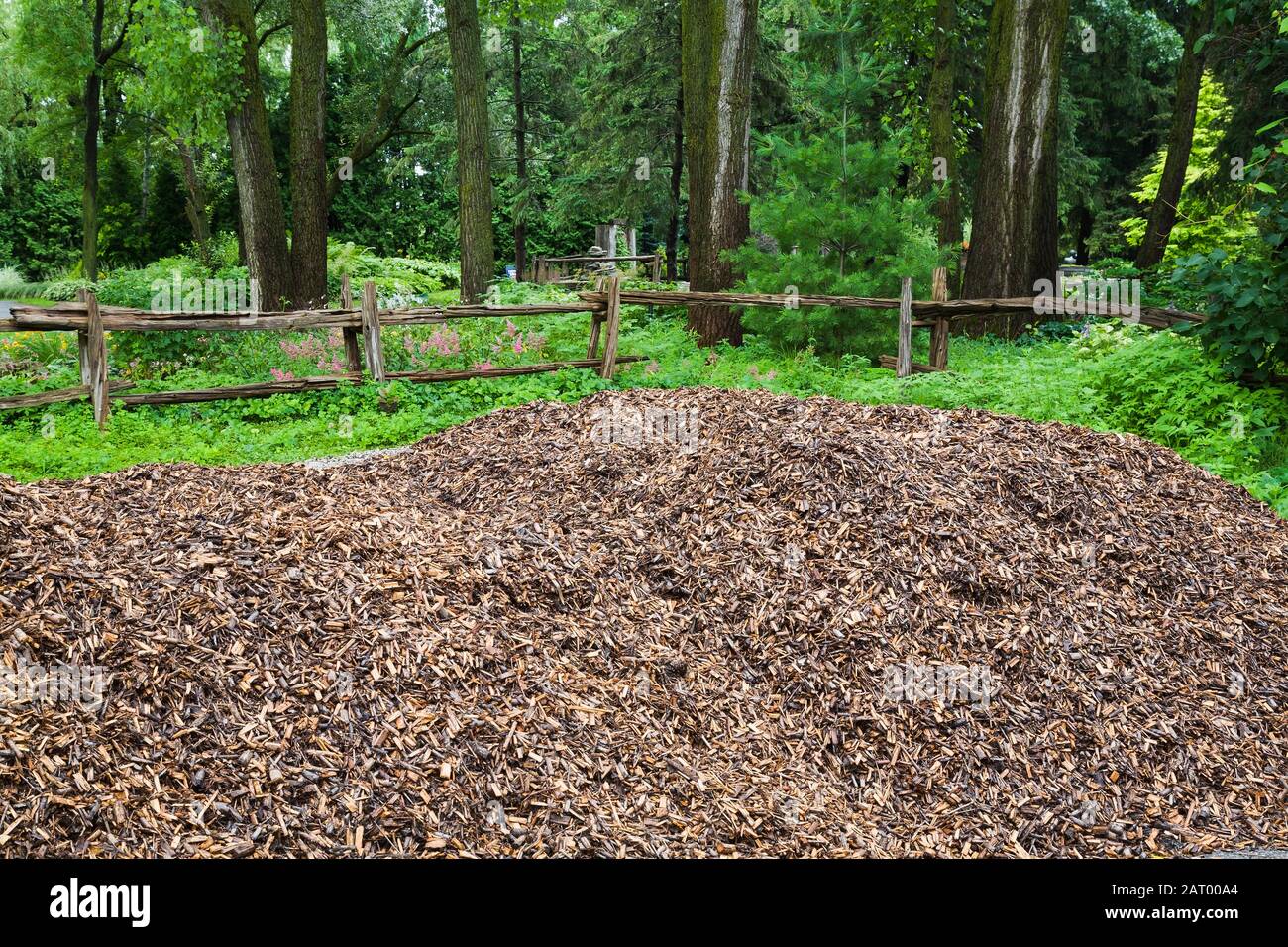 Mouillage de Cedrus humide - paillis de cèdre blanc en été, jardin public du Centre de la nature, Laval, Québec, Canada Banque D'Images
