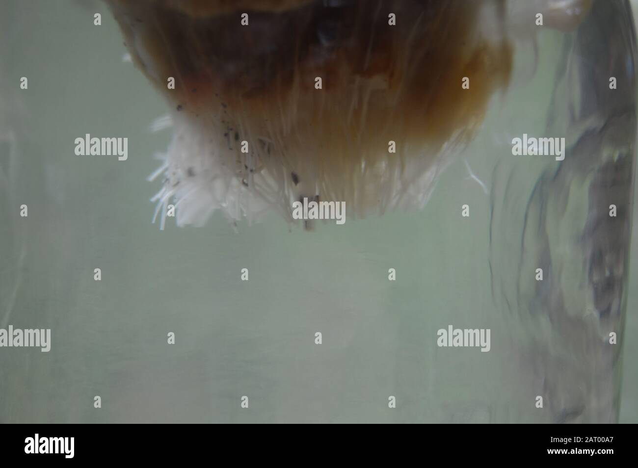 Pillage d'une plante d'ananas dans un pot de maçon. Banque D'Images