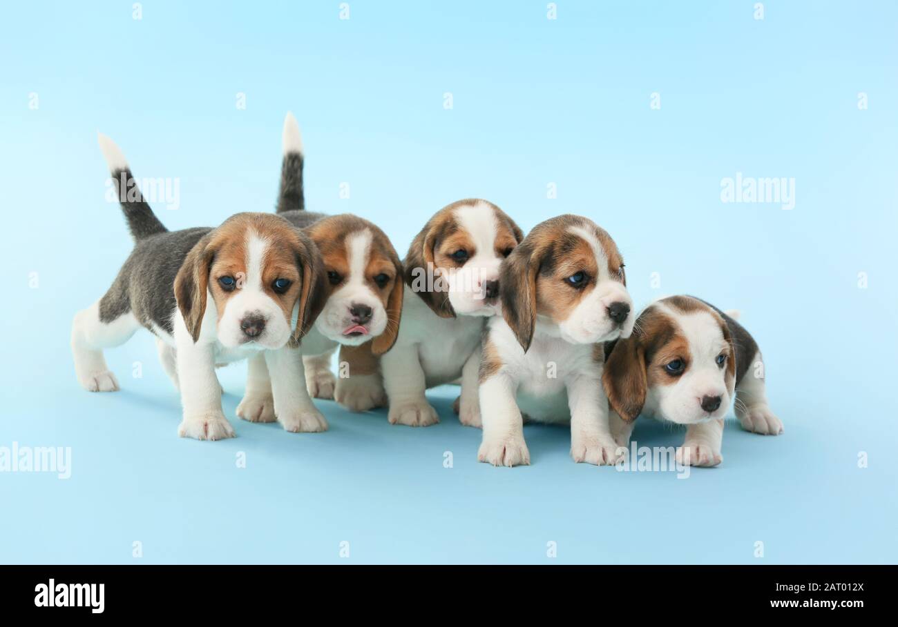 Les chiots de beagle mignons sur fond de couleur Banque D'Images