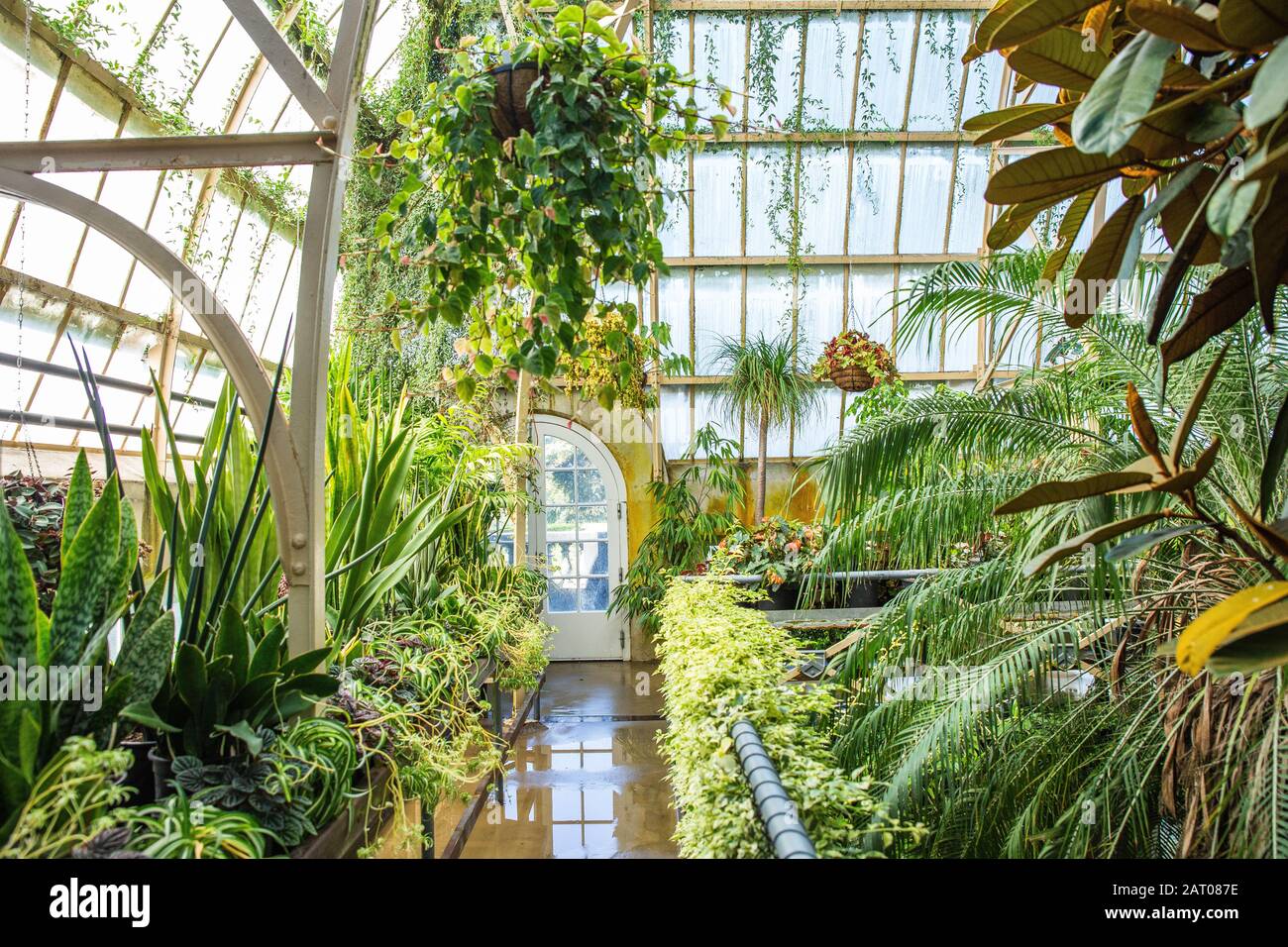 Serre tropicale serre intérieur ensoleillé plein de plantes vertes ...