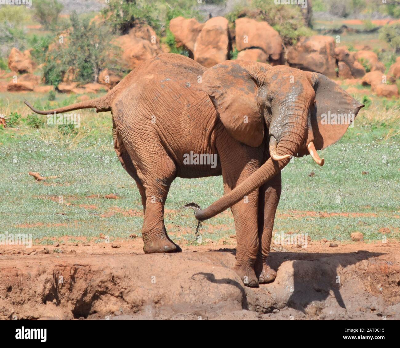 L'éléphant gros taureau se vaporise avec de la boue et de l'eau dans un trou d'eau dans le parc national de Tsavo East, au Kenya. (Loxodonta africana) Banque D'Images