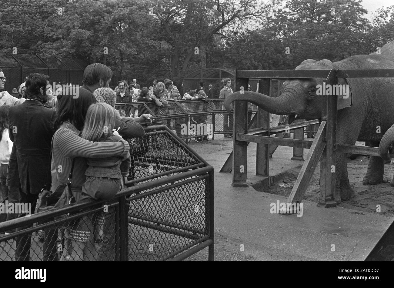 Impression À Artis Le Jour De L'Ascension Date: 31 Mai 1973 Mots Clés: Zoos Nom De L'Institution: Artis Banque D'Images Impression À Artis Le Jour De L'Ascension Date: 31 Mai 1973 Mots Clés: Zoos Nom De L'Institution: Artis Banque D'Images