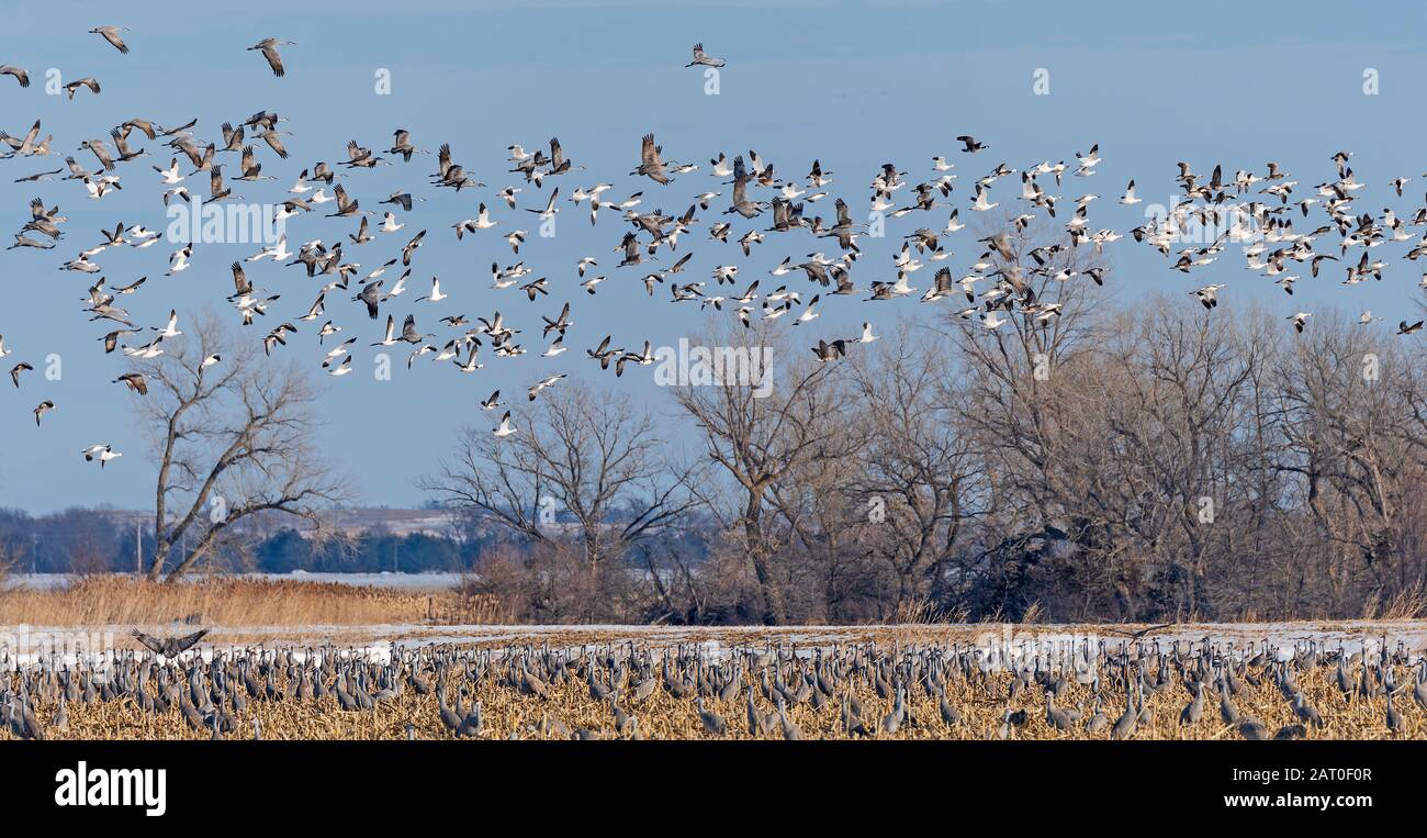 Oies et bernaches en train de partir d'un terrain De Roosting près de Kearney, Nebraska Banque D'Images